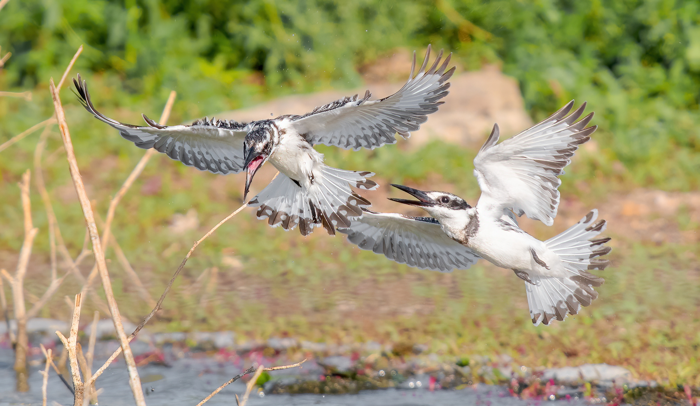 Disputa sul Martin pescatore