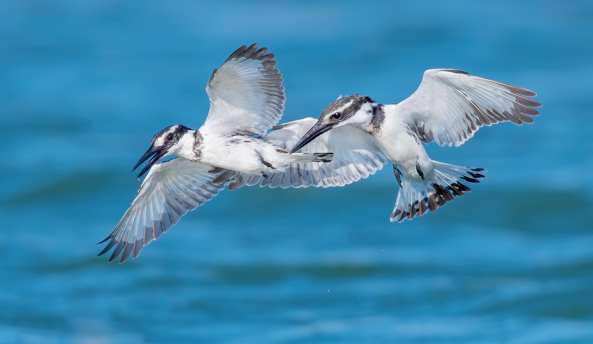 Martin pescatore-lotta sull'acqua