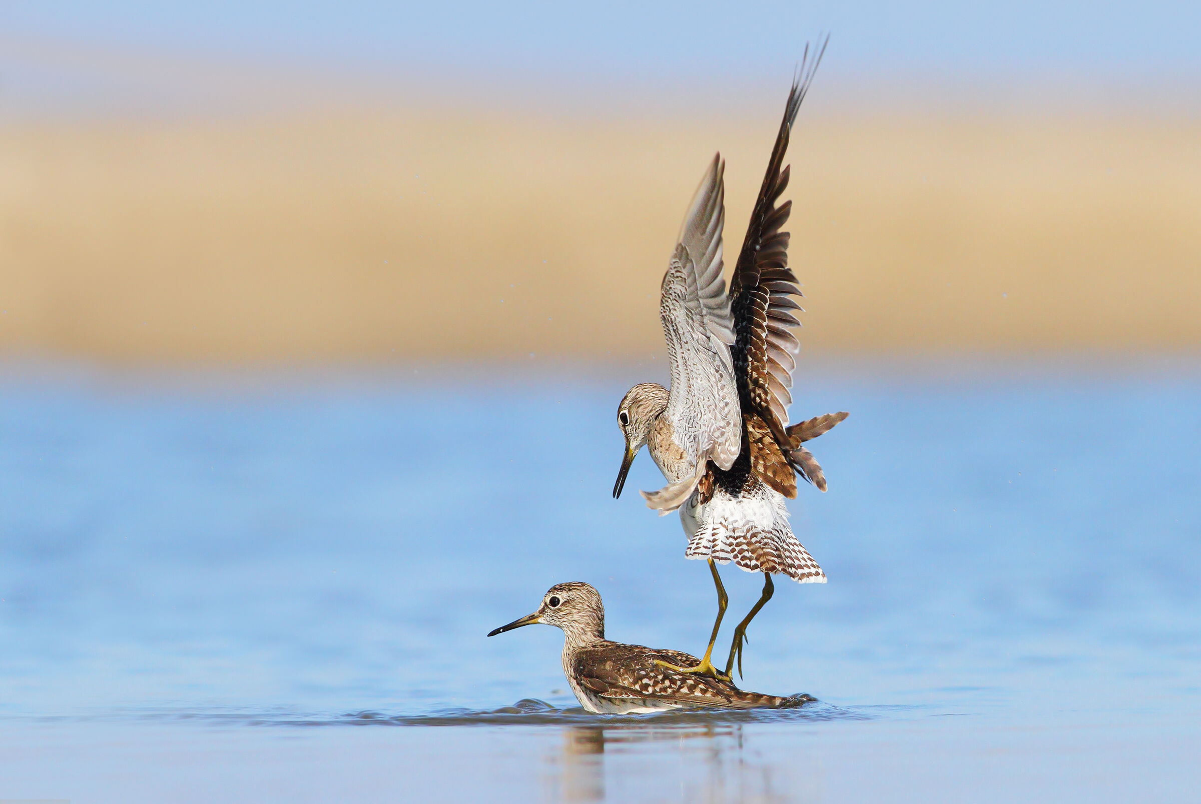 Piro piro boscherecci