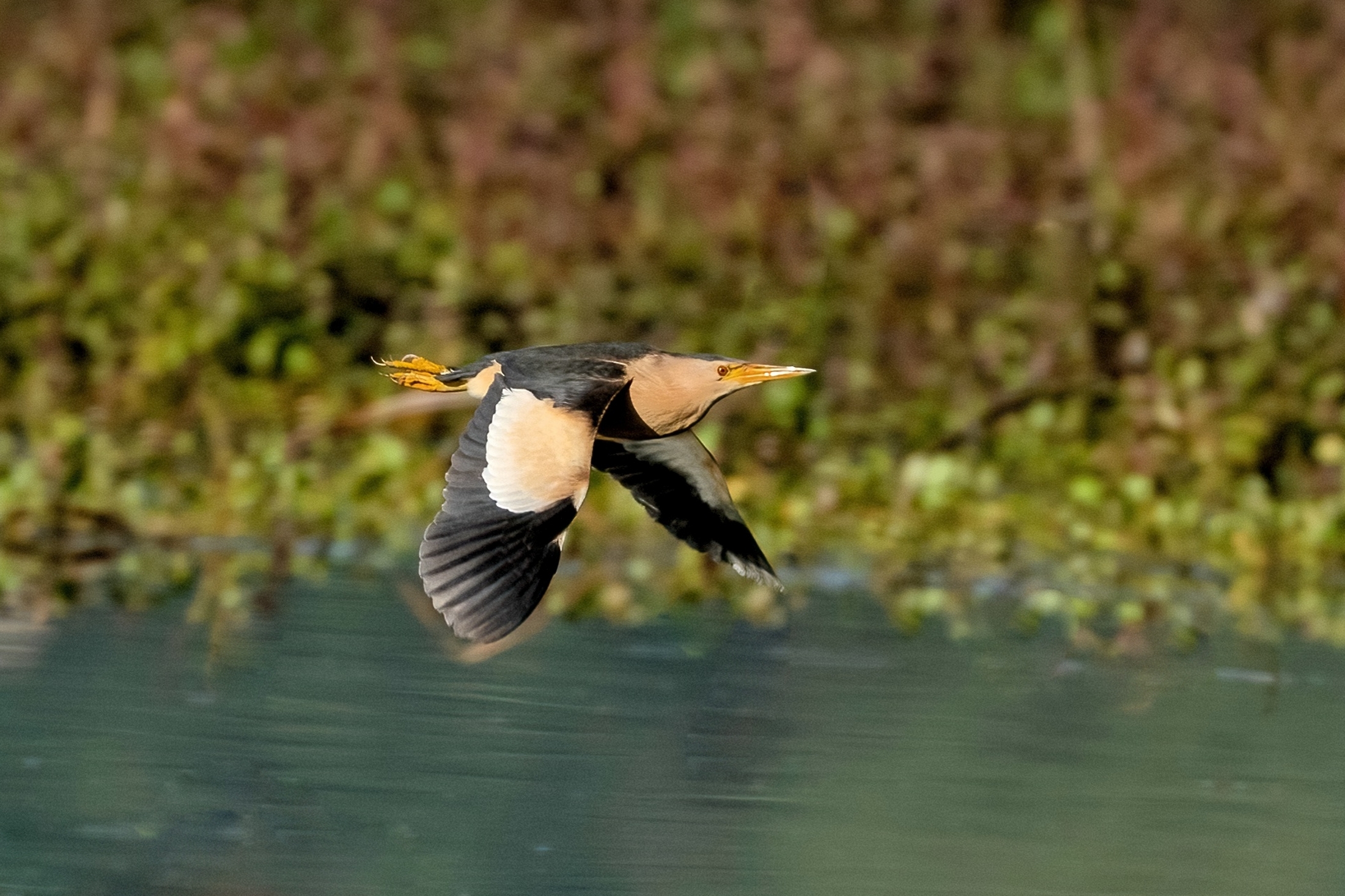 Tarabusino (Ixobrychus minutus)