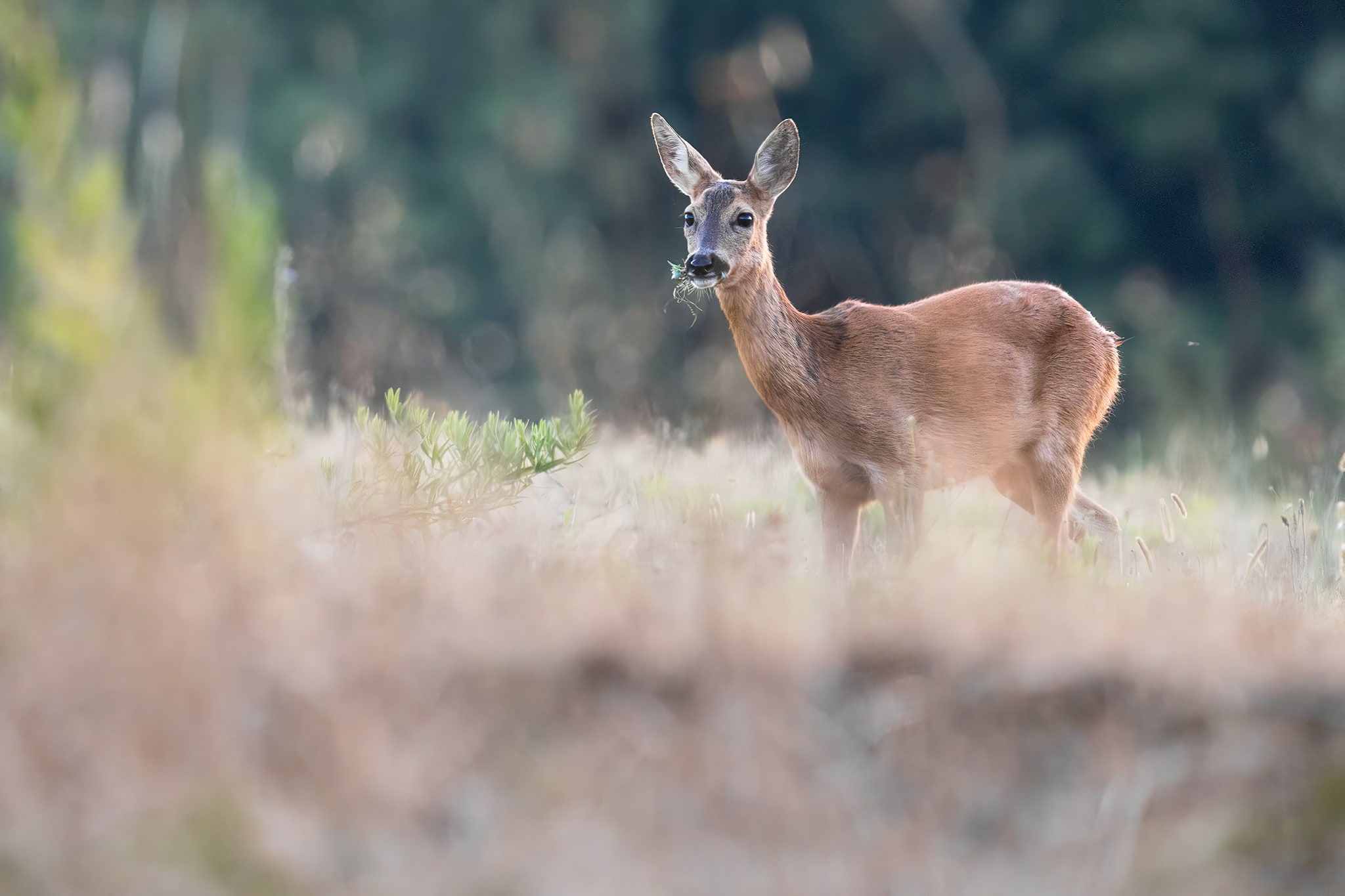 Female roe deer