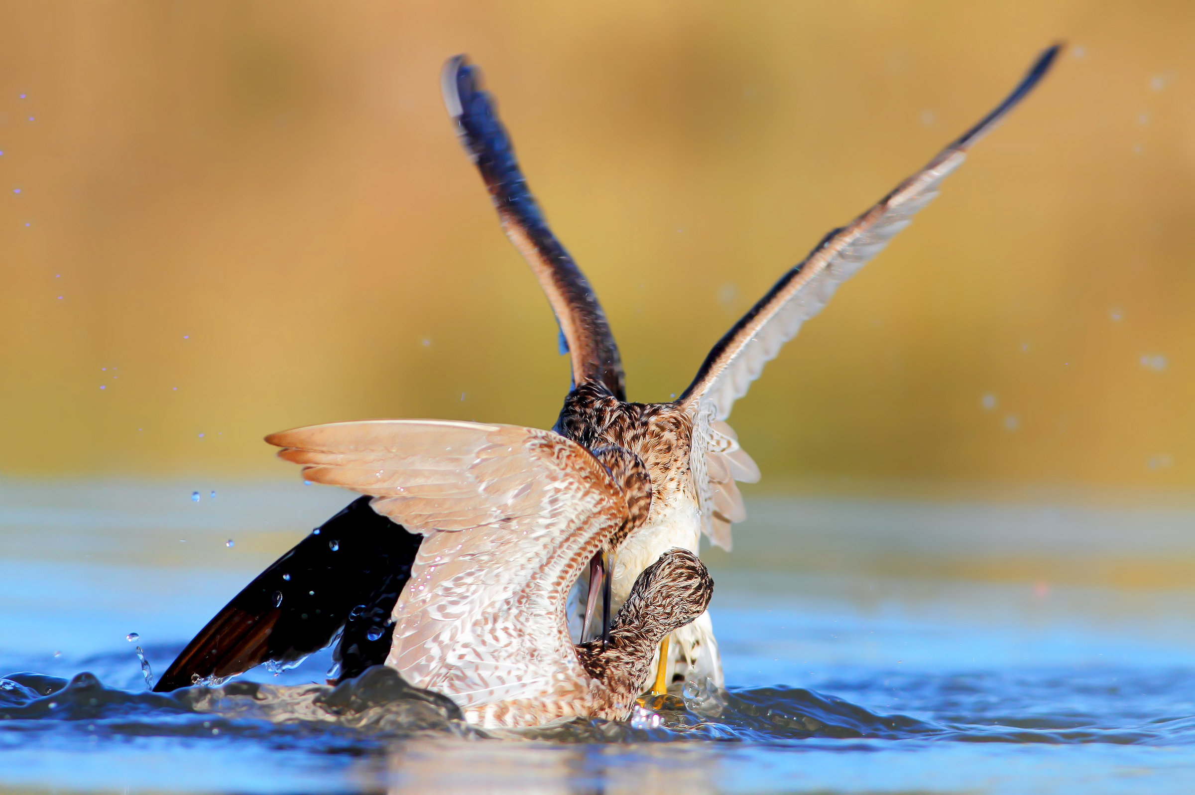 Piro piro boscherecci in lite