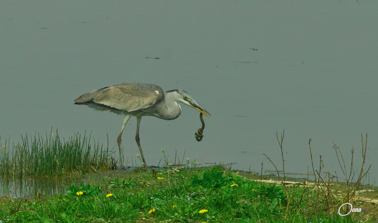 airone ......la difesa della serpe