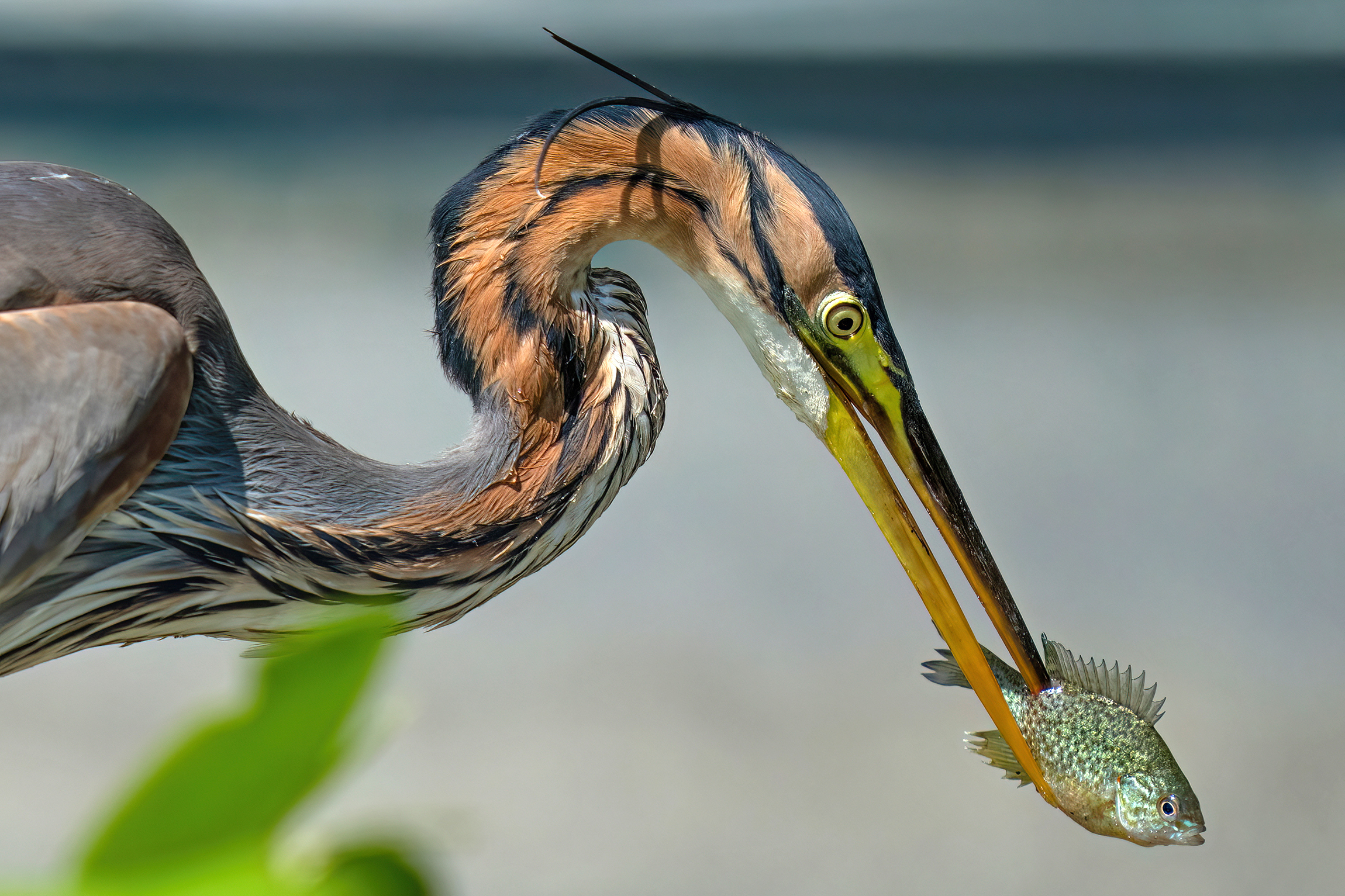 The end of the Persian sun...