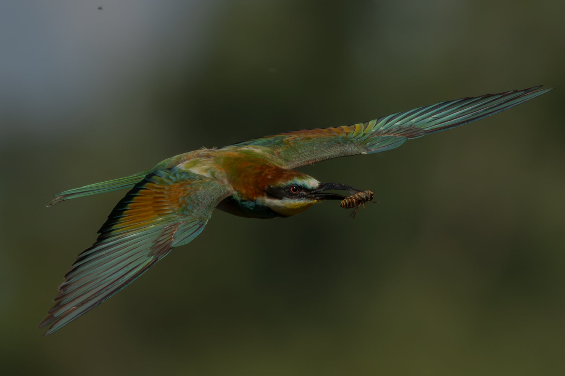 bee-eater
