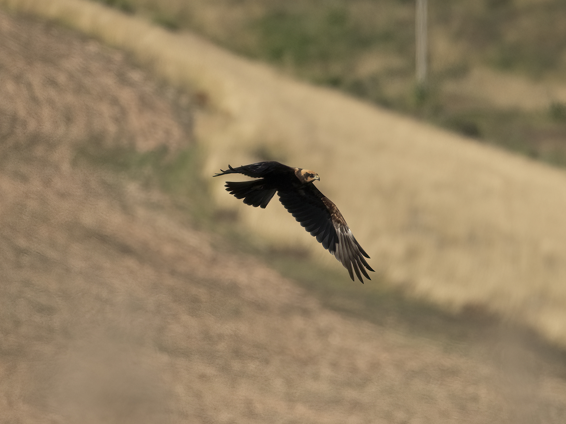 Marsh harrier