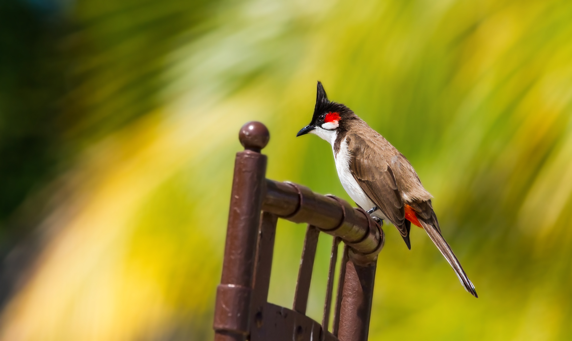 Red-eared Bul bul-slim version-