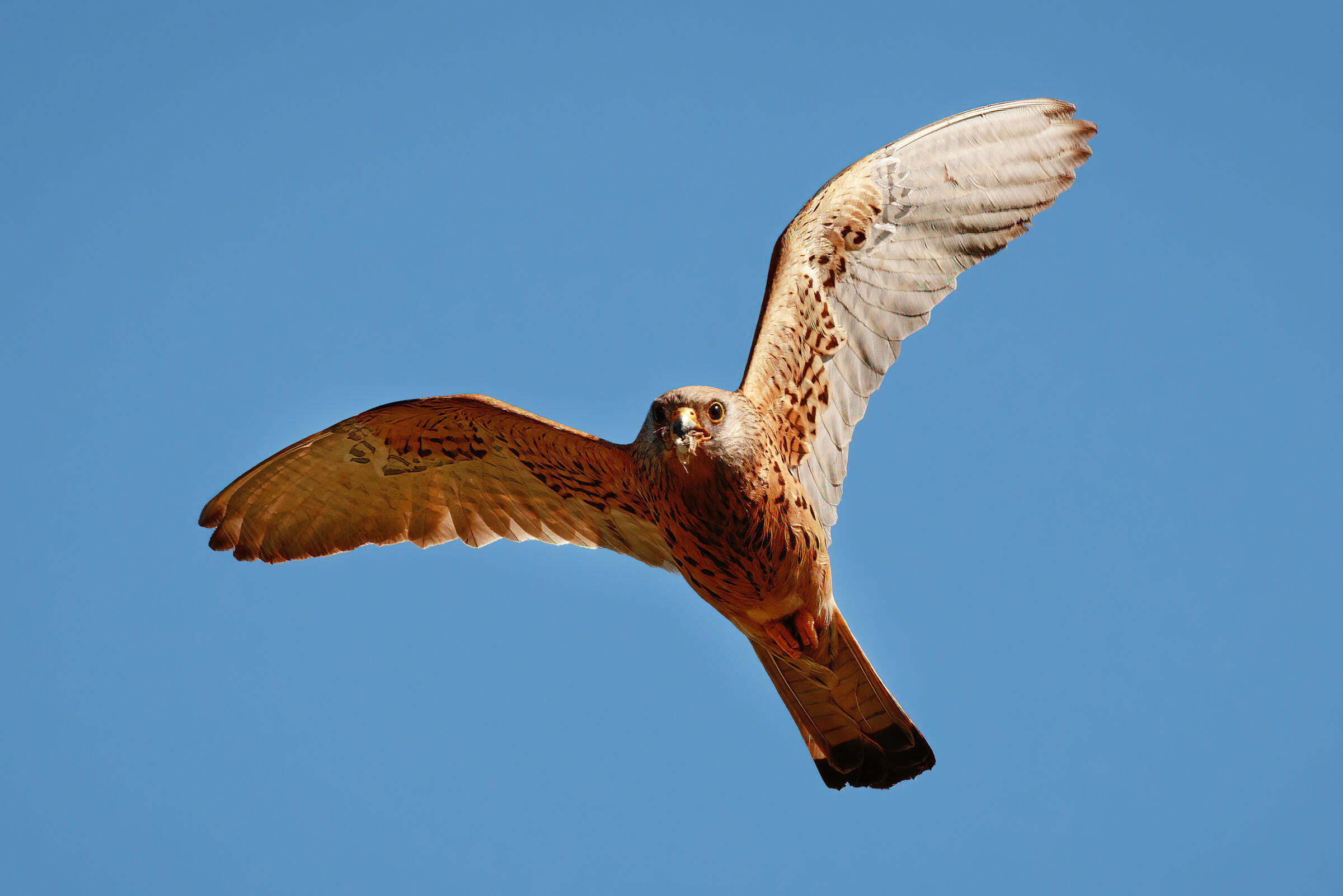 Lesser kestrel with prey