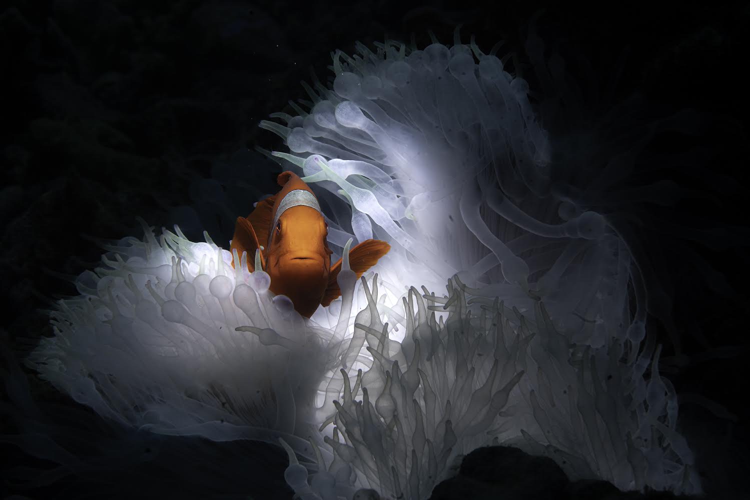White Anemone Coral
