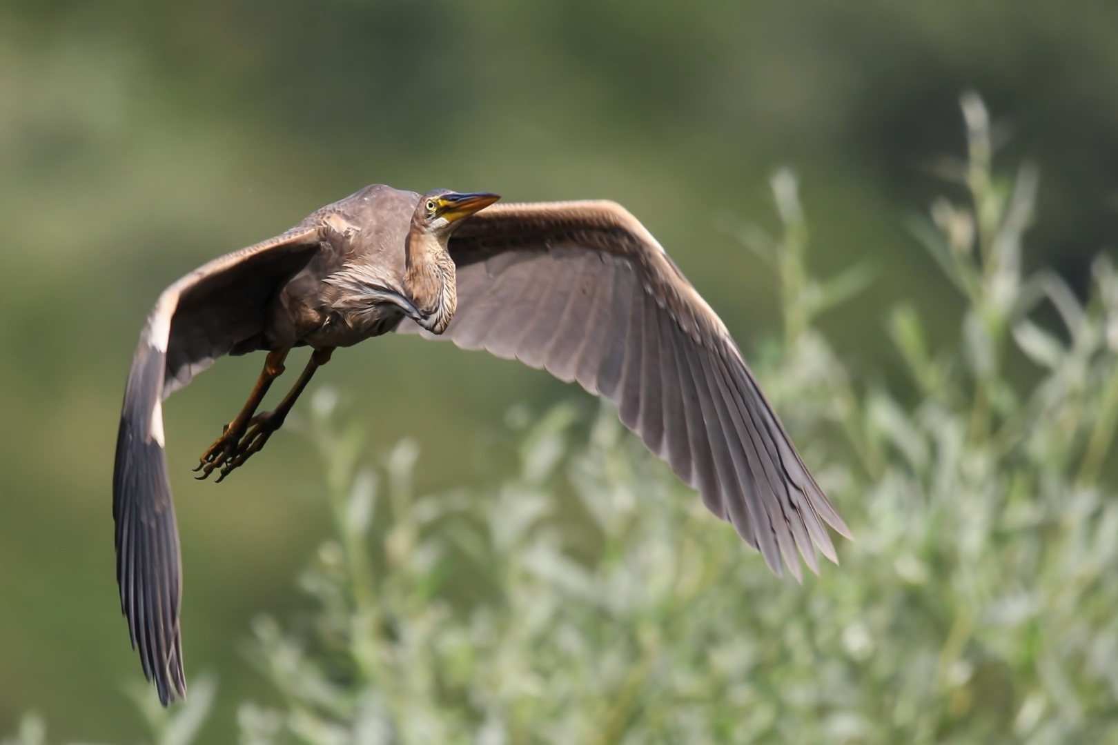Purple heron