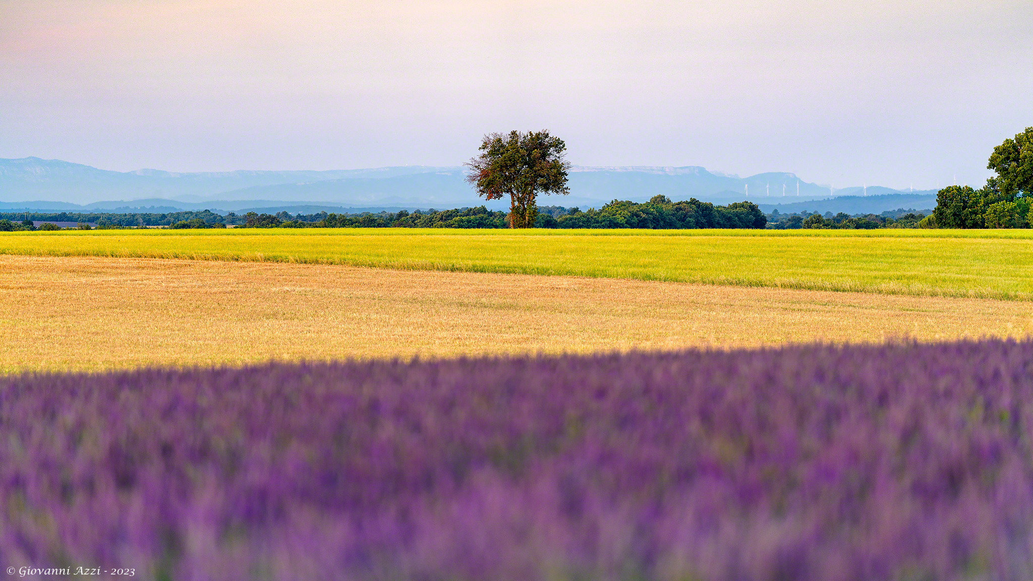 Albero e linee