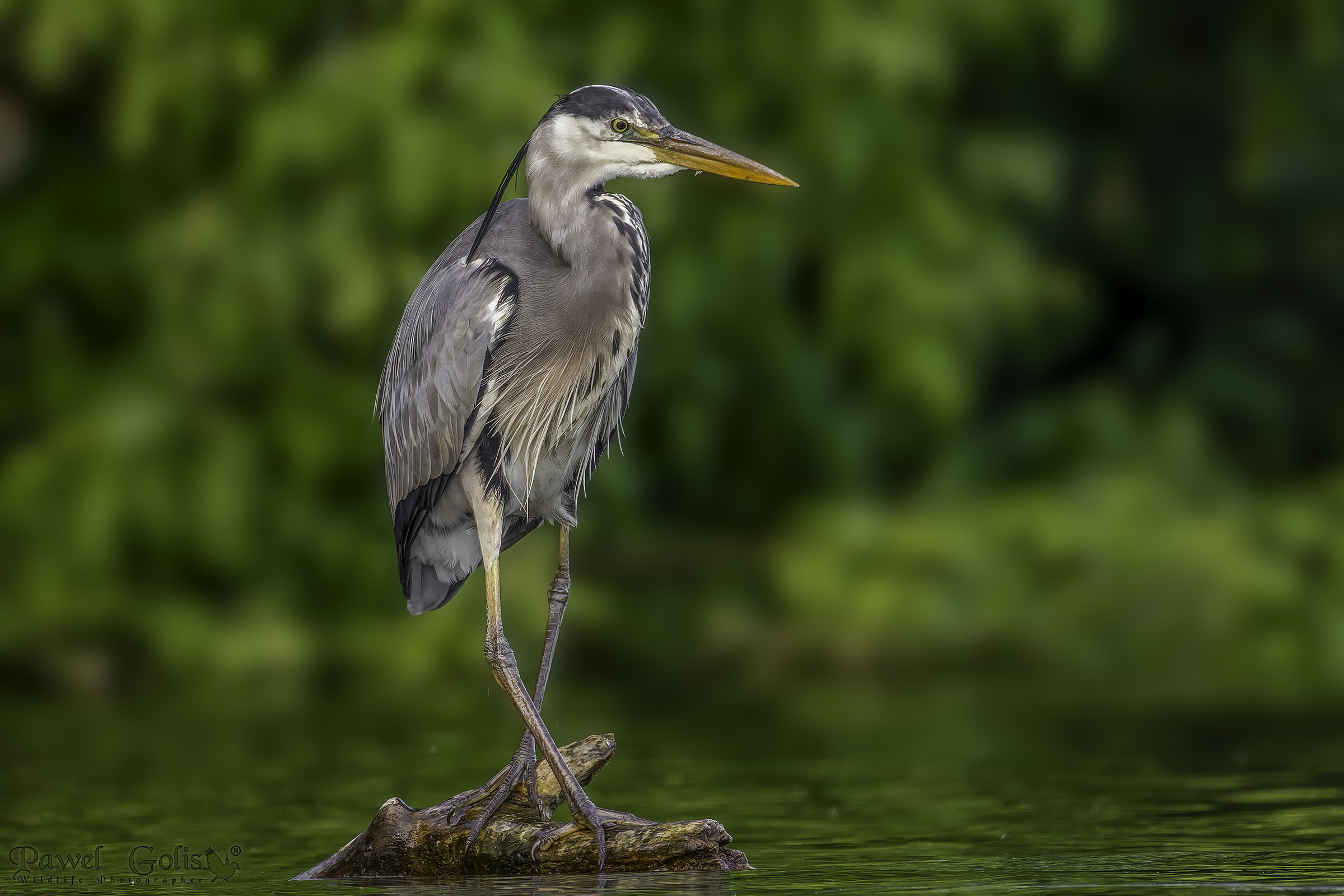 Airone cenerino (Ardea cinerea)