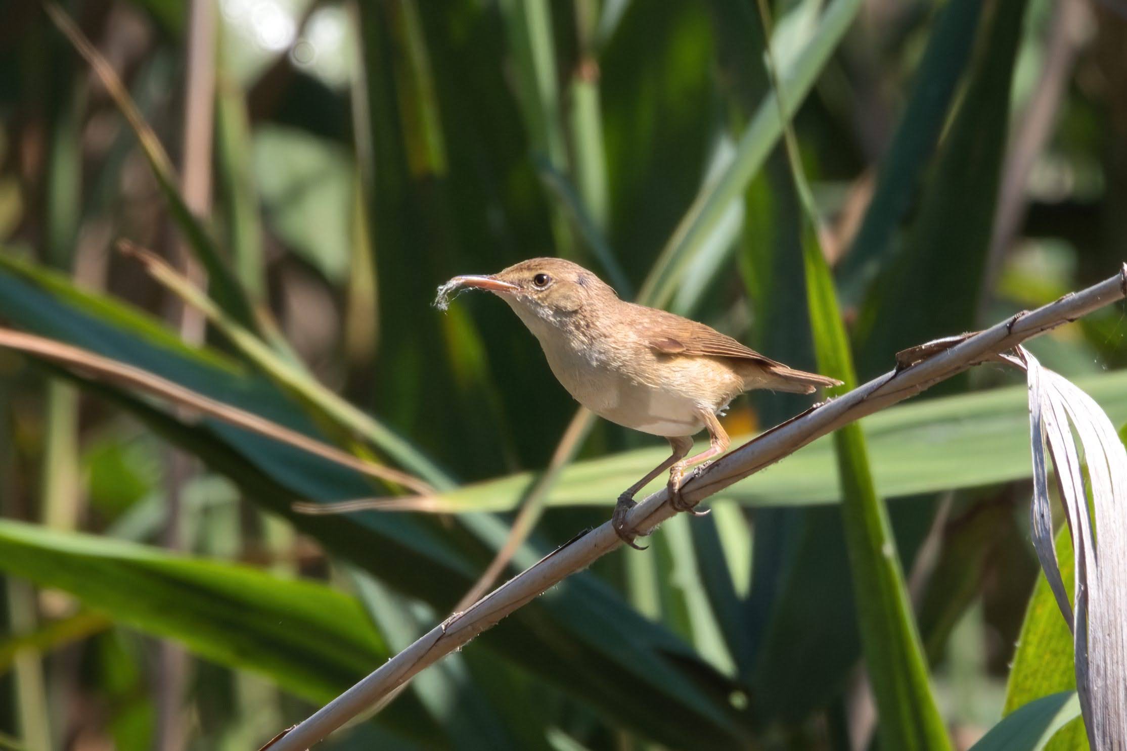 Reed warbler