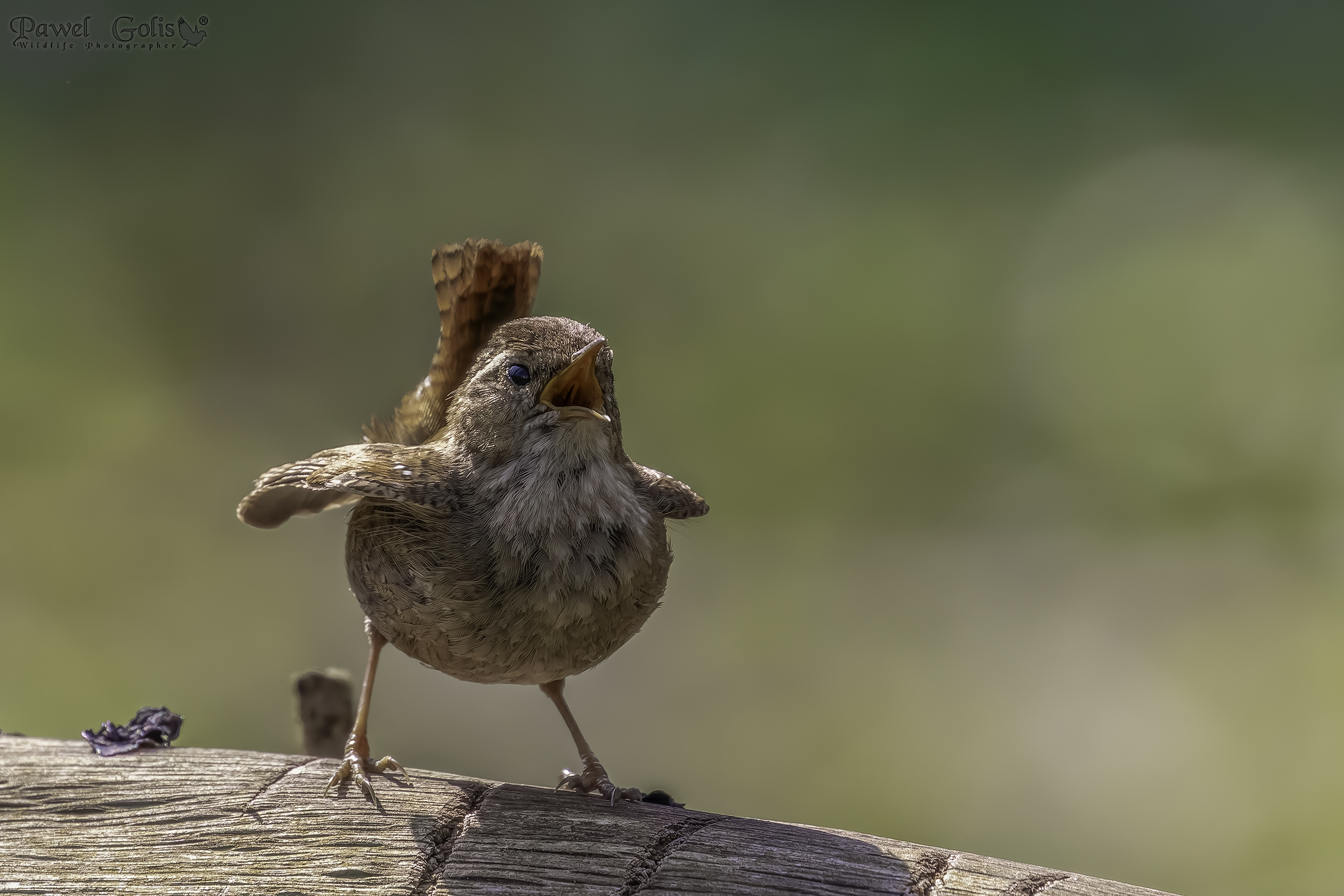 Scricciolo eurasiatico ( Troglodytes troglodytes)