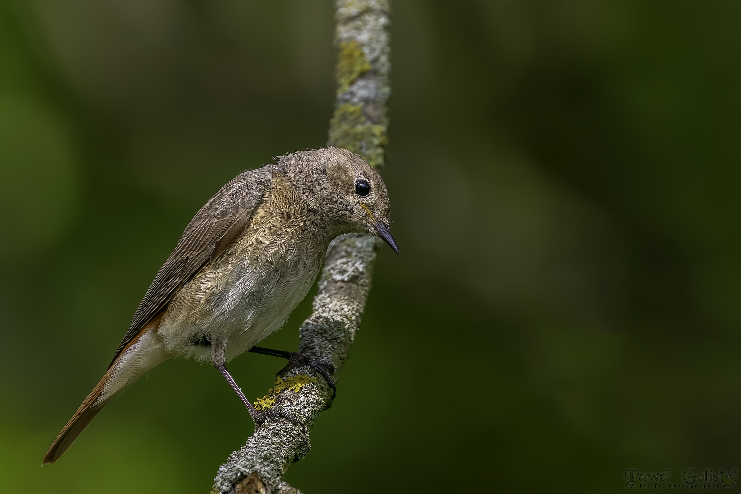 Codirosso (Phoenicurus phoenicurus)