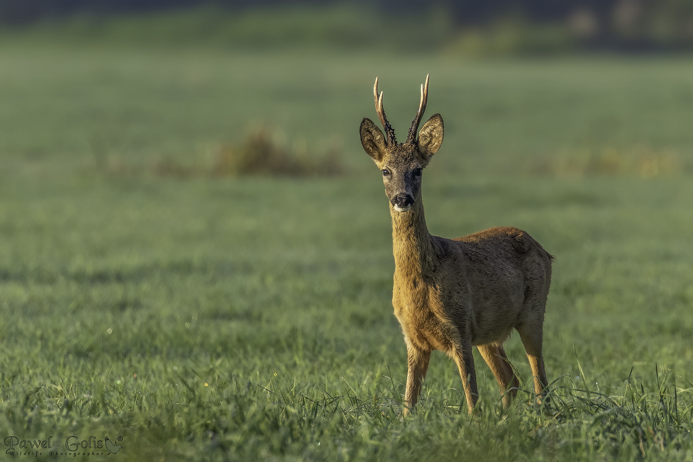 Capriolo (Capreolus capreolus)