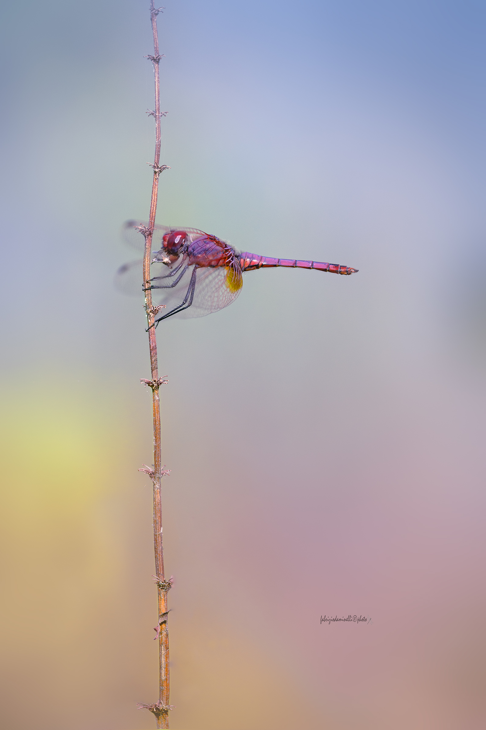 Trithemis annulata - Violet-marked Darter