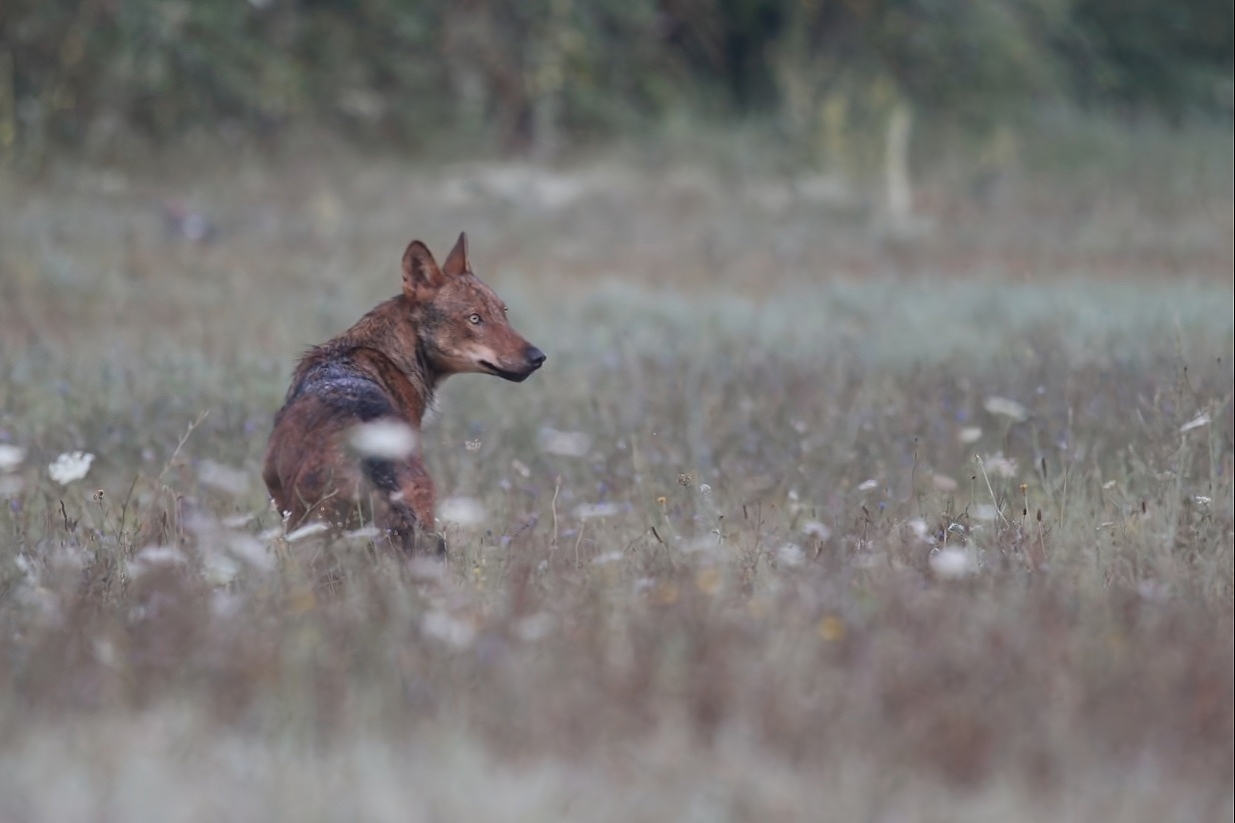Apennine wolf before dawn