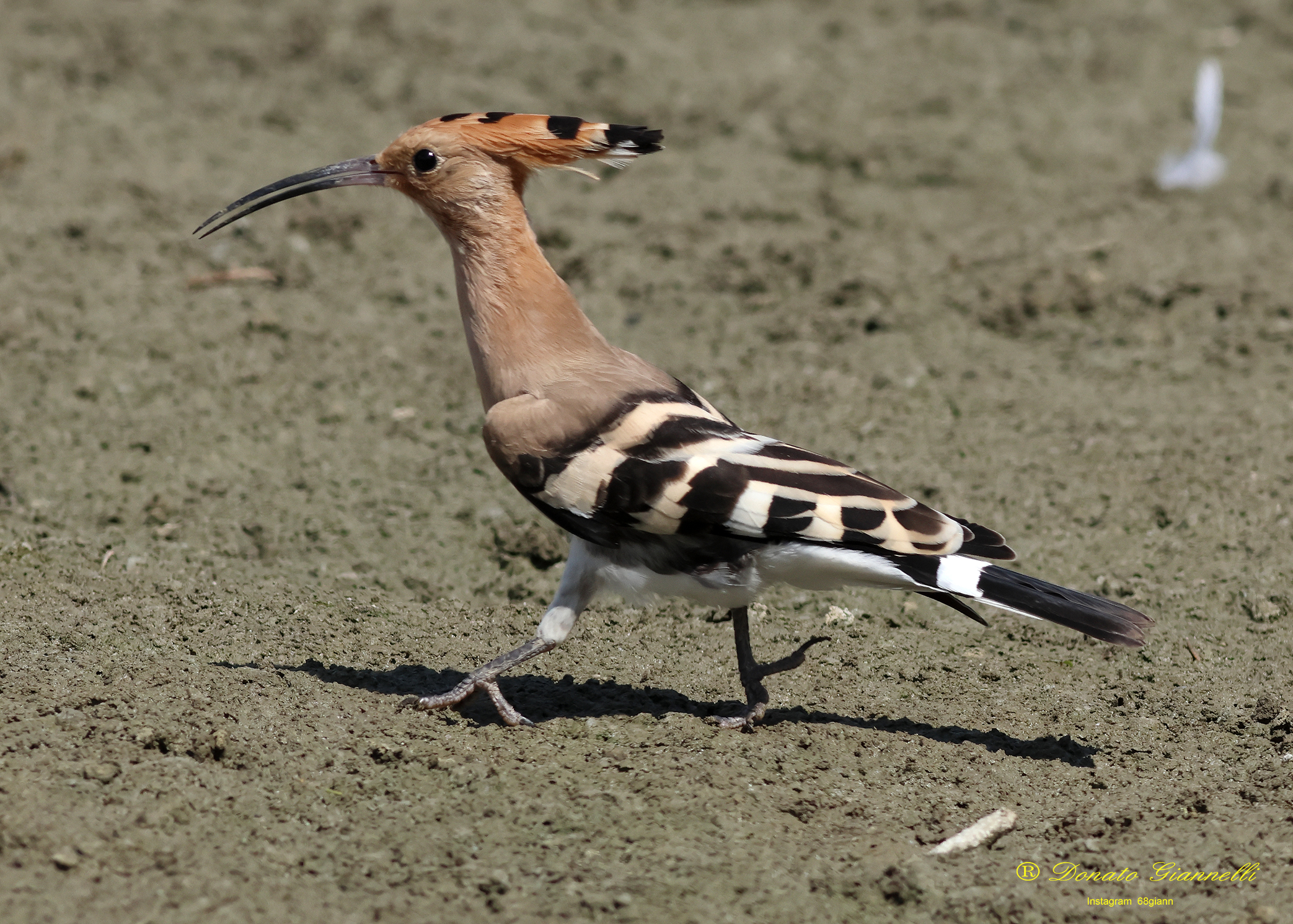 Hoopoe