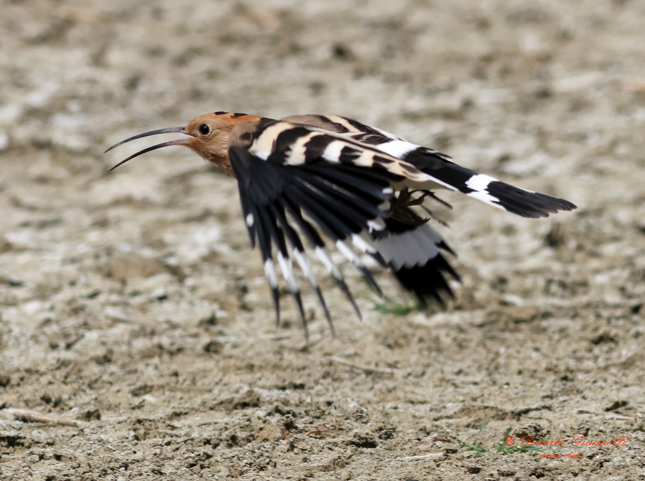 Hoopoe