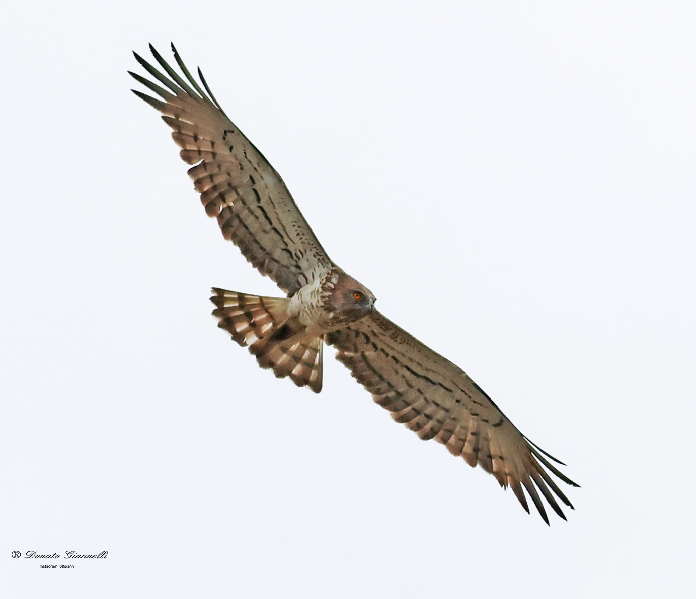 Harrier eagle