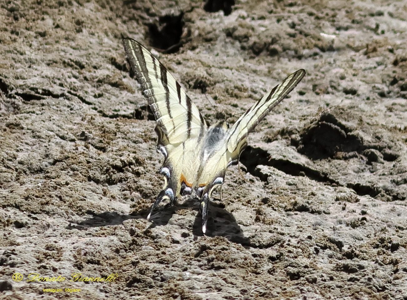 Scarce swallowtail