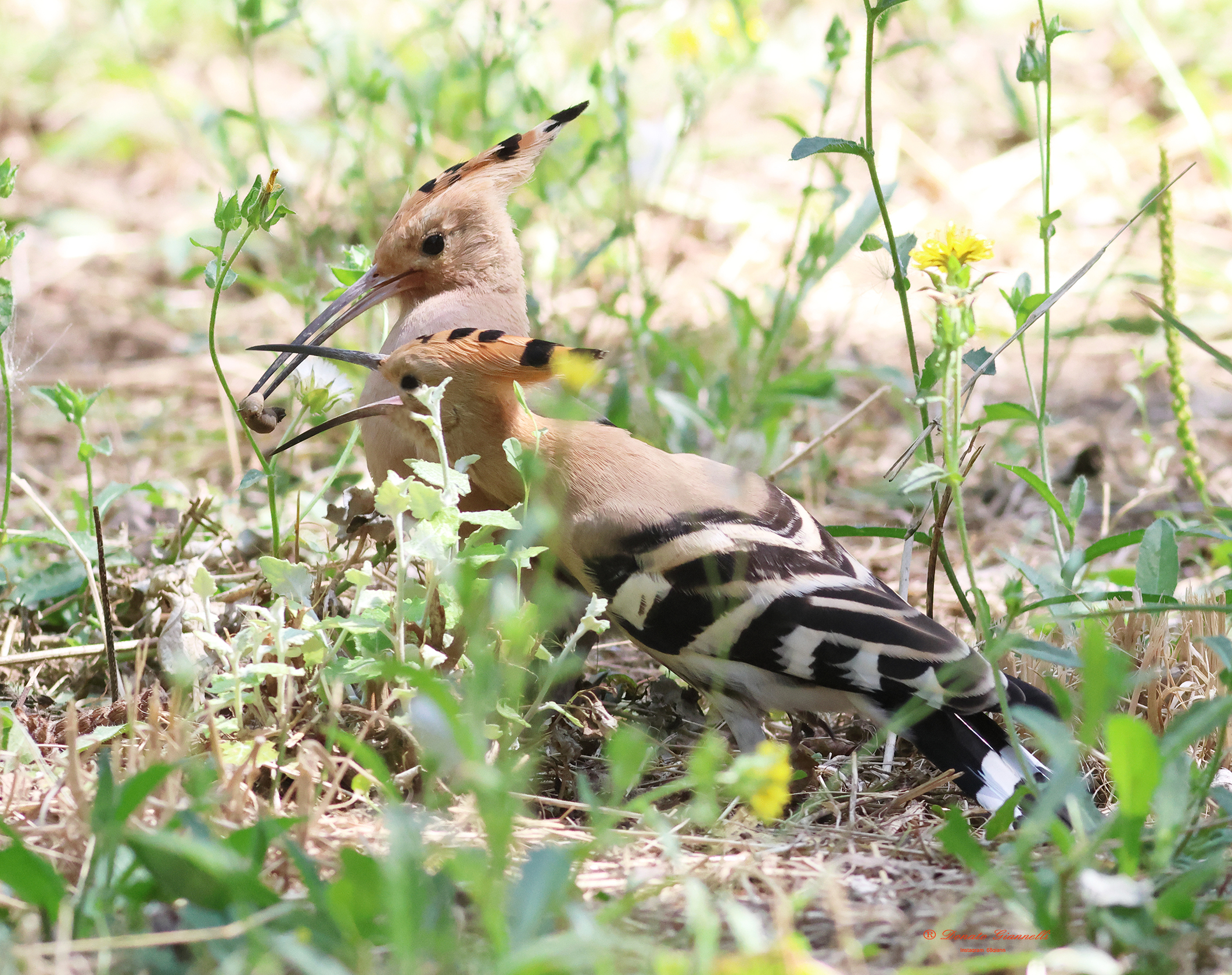 Hoopoe the cue