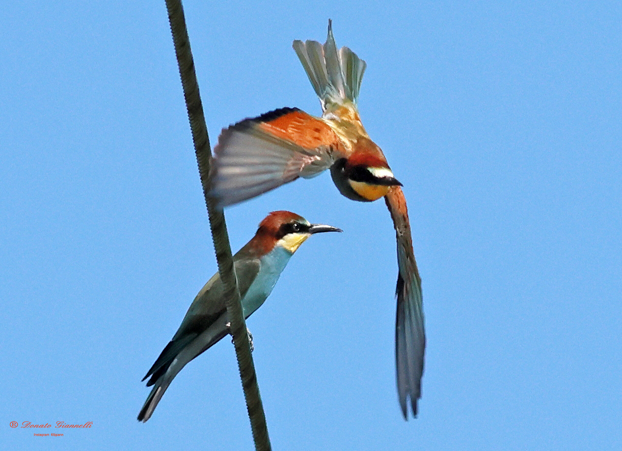 Bee-eaters