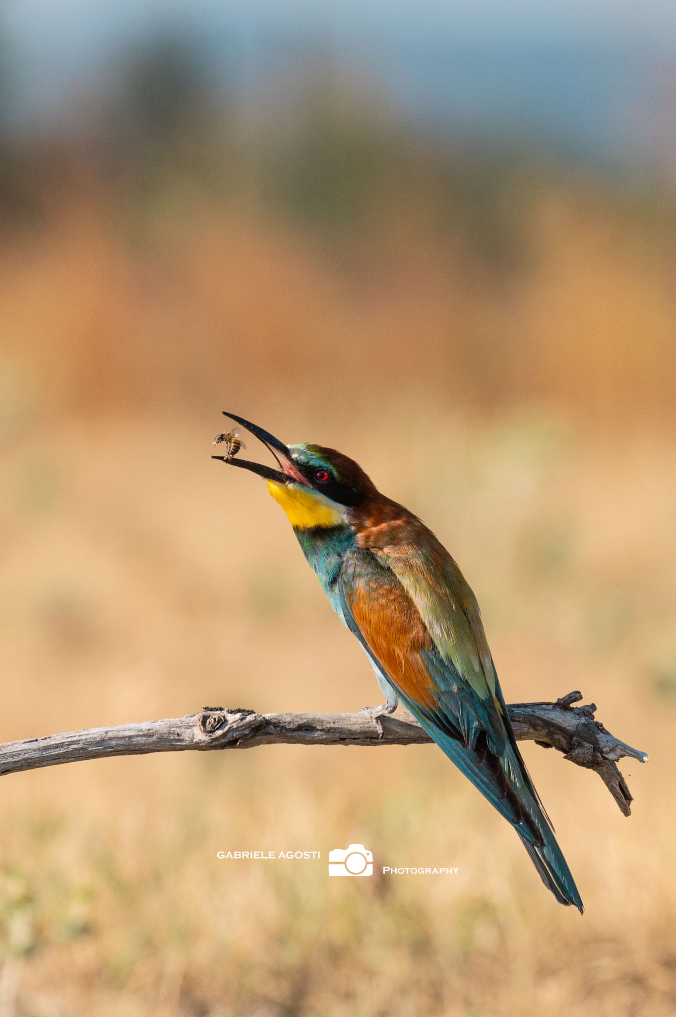Last Bee-eater