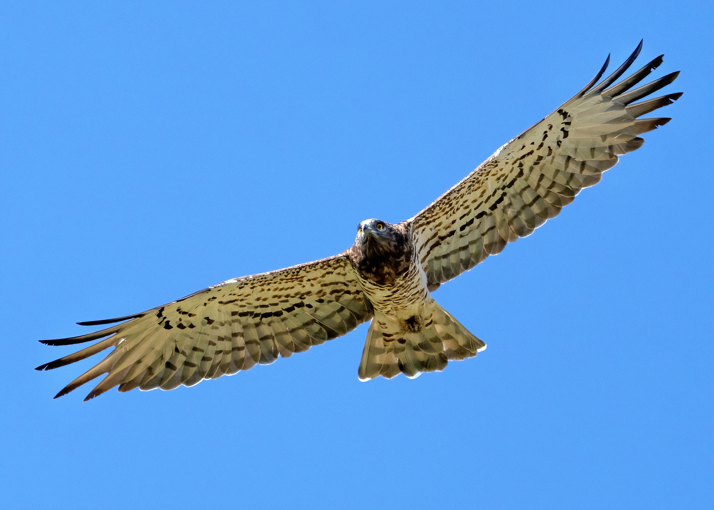Short-toed eagle or Snake eagle (Circaetus gallicus)
