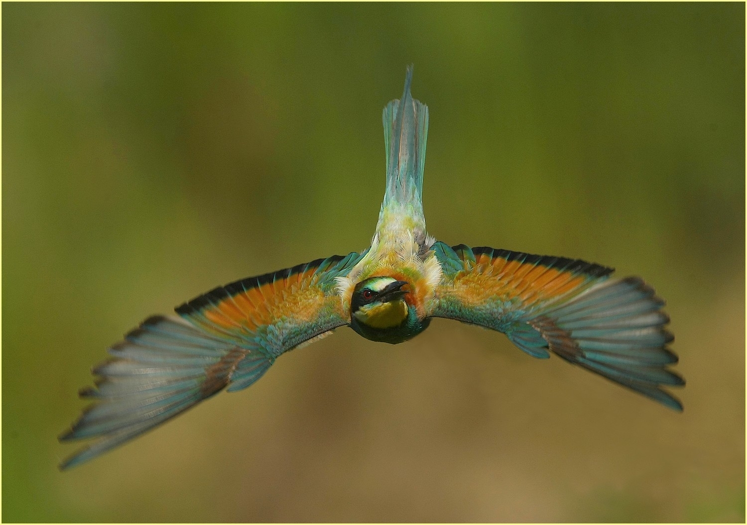 ''Bee-eater''