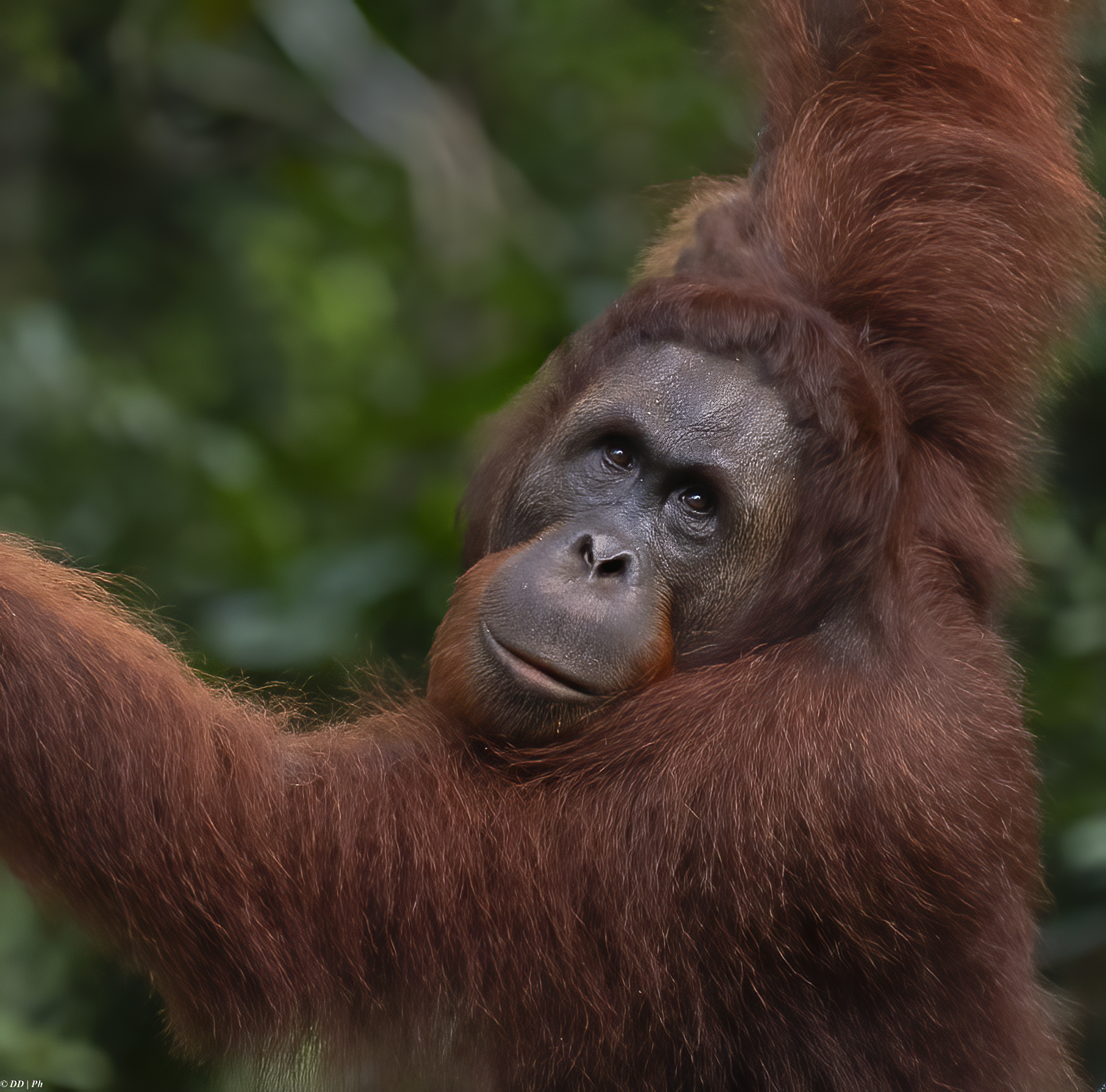 Orangutan