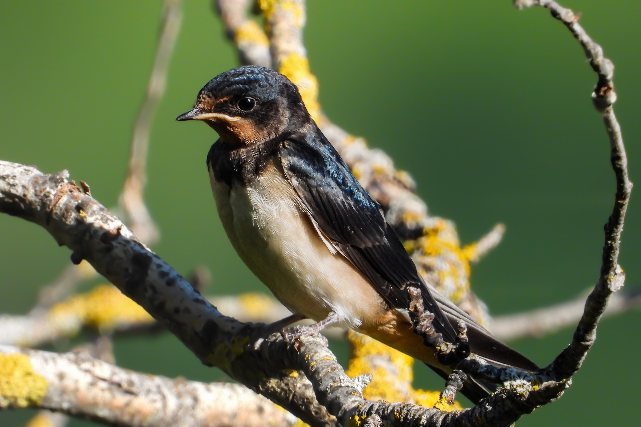 Barn swallow