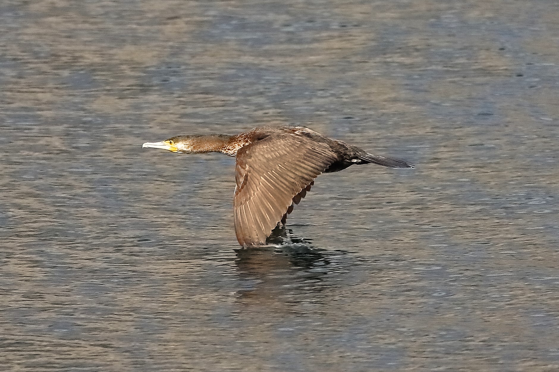 Cormorano 04 aprile 2023