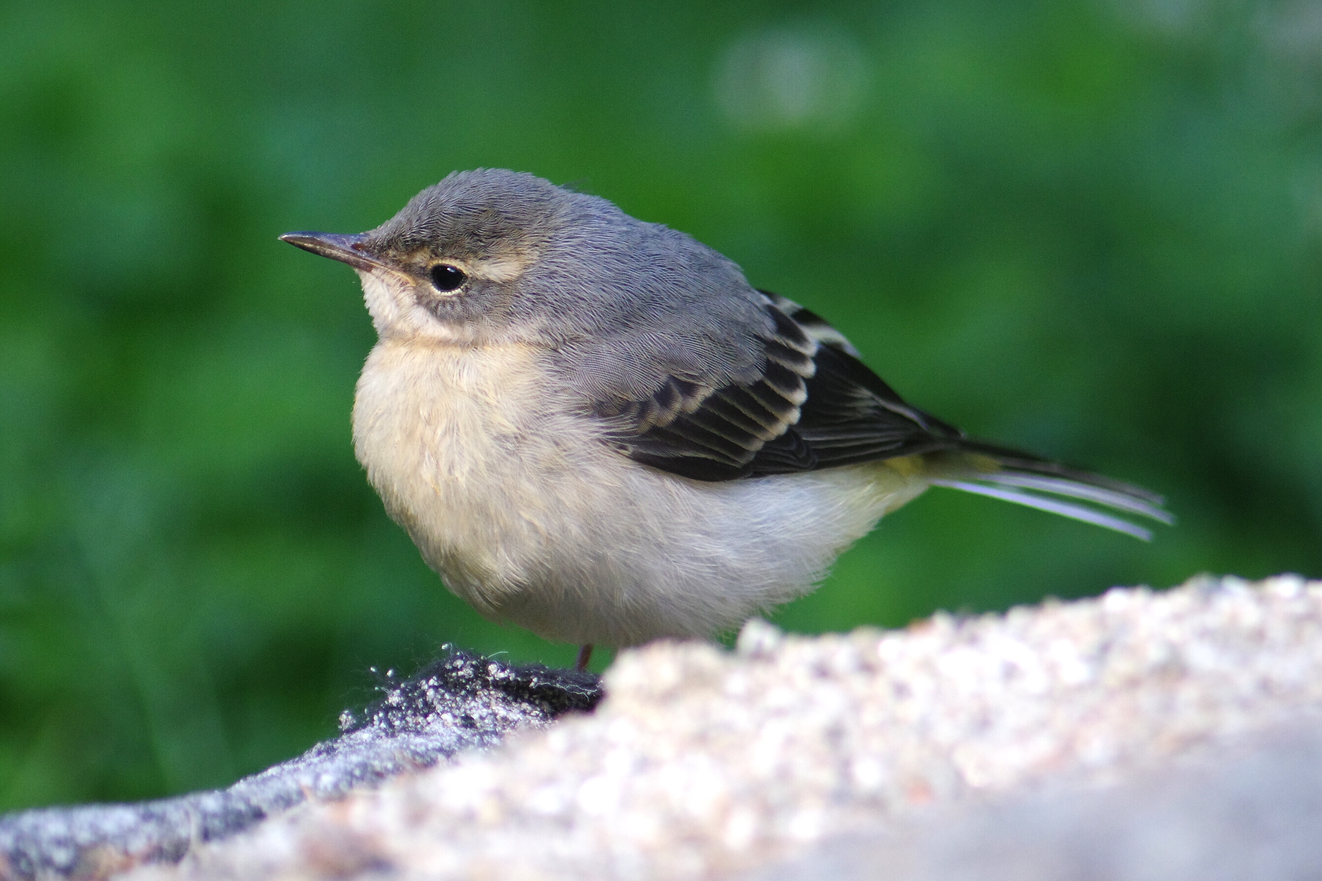 Grey wagtail