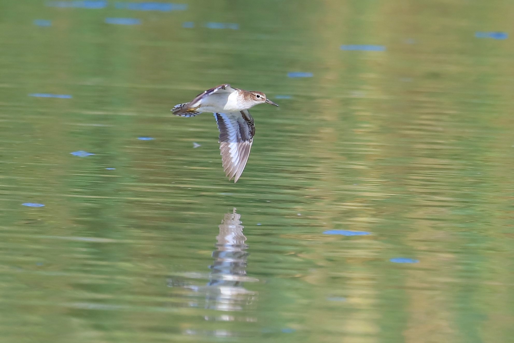 Piro piro piccolo