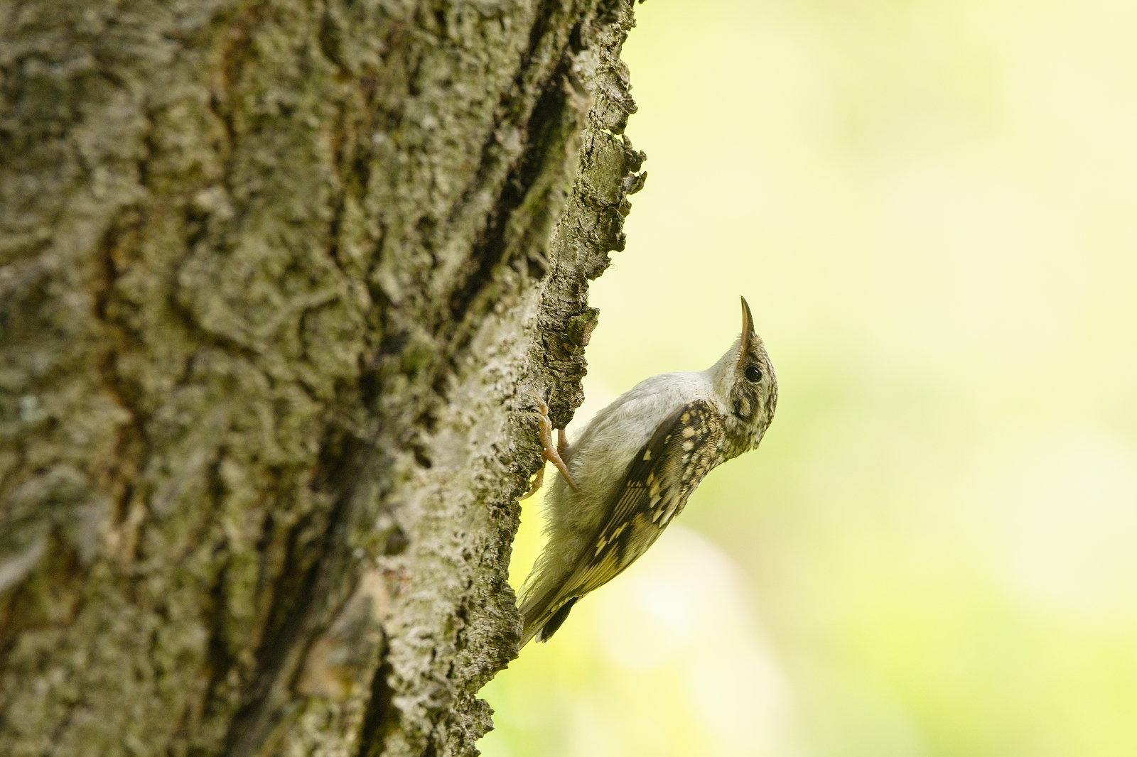 Picchio arboricolo a dita corte
