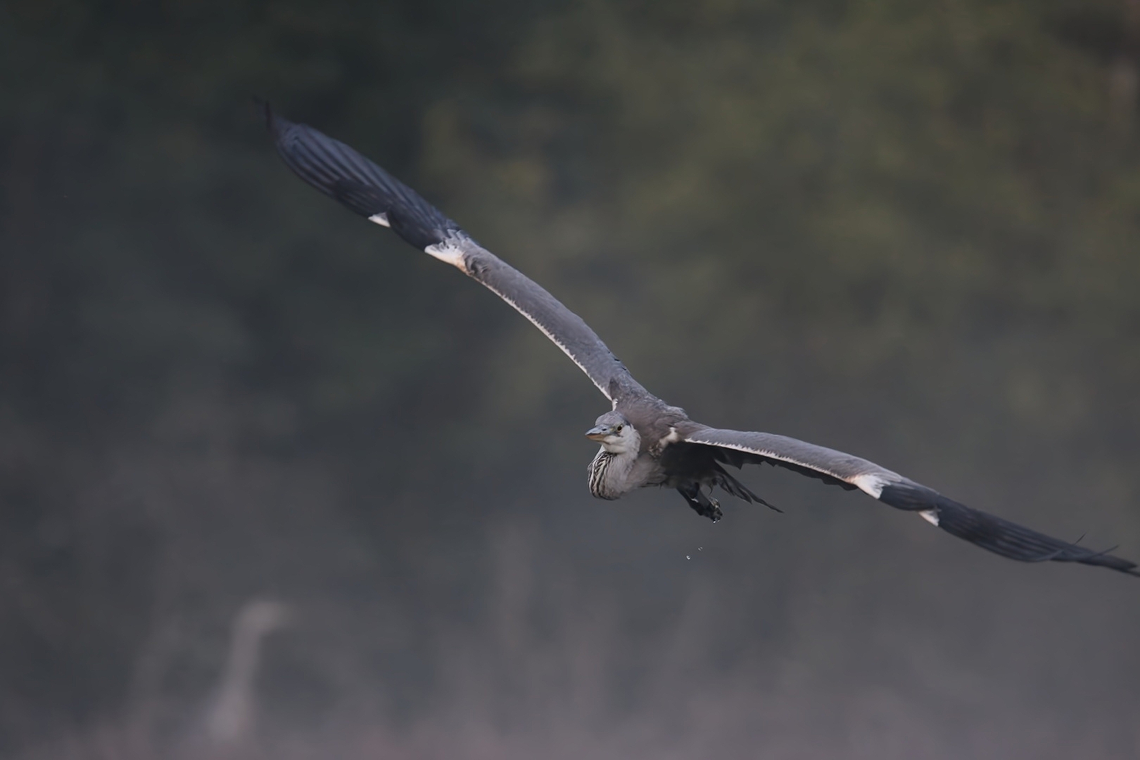 Grey grazing flight