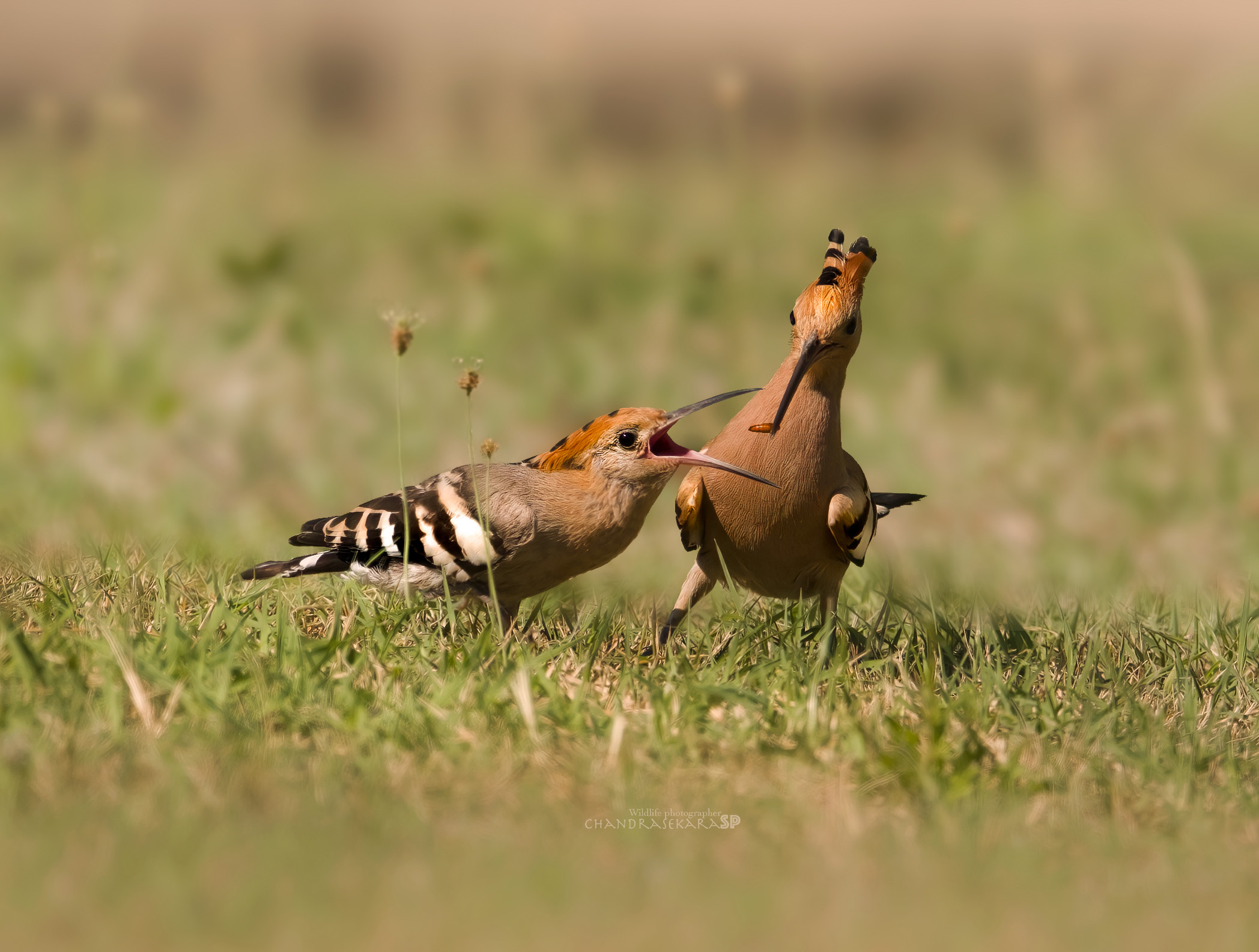 hoopoe