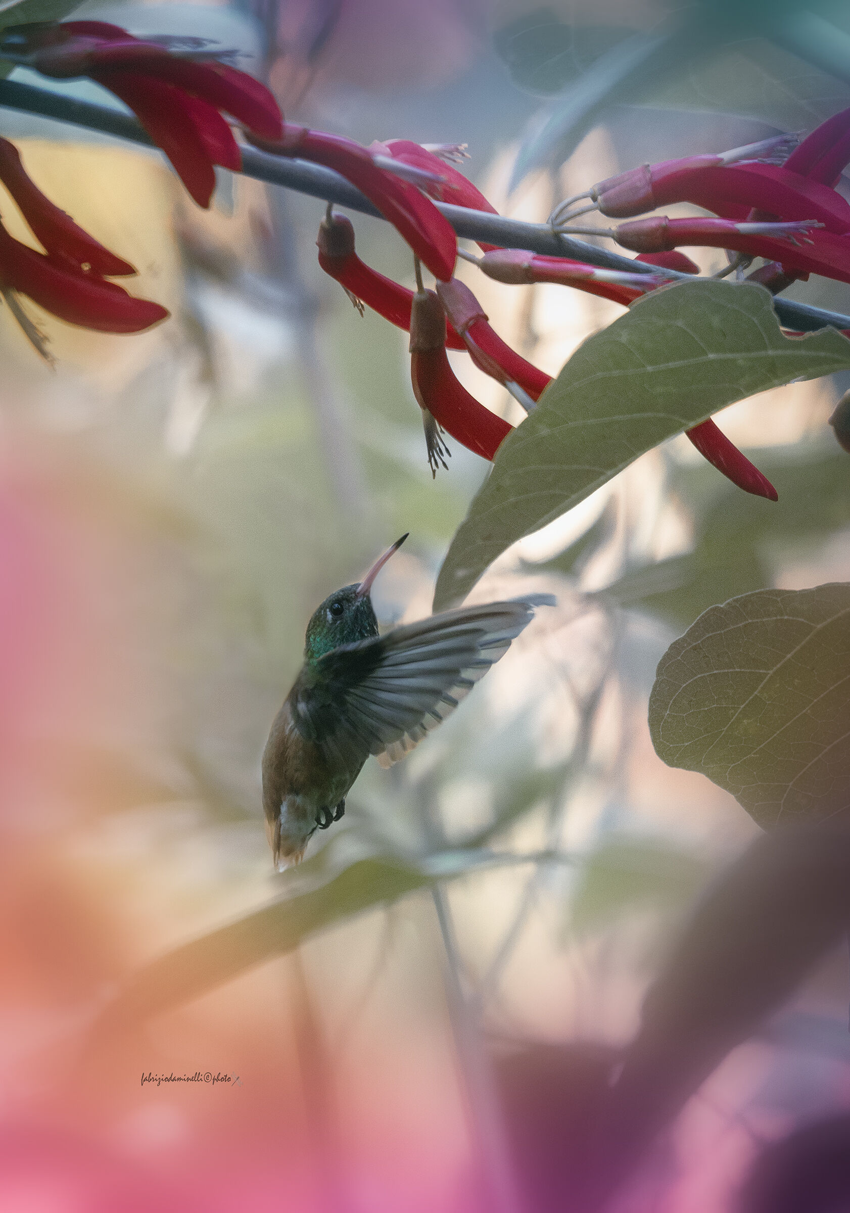 Hummingbird amazilia