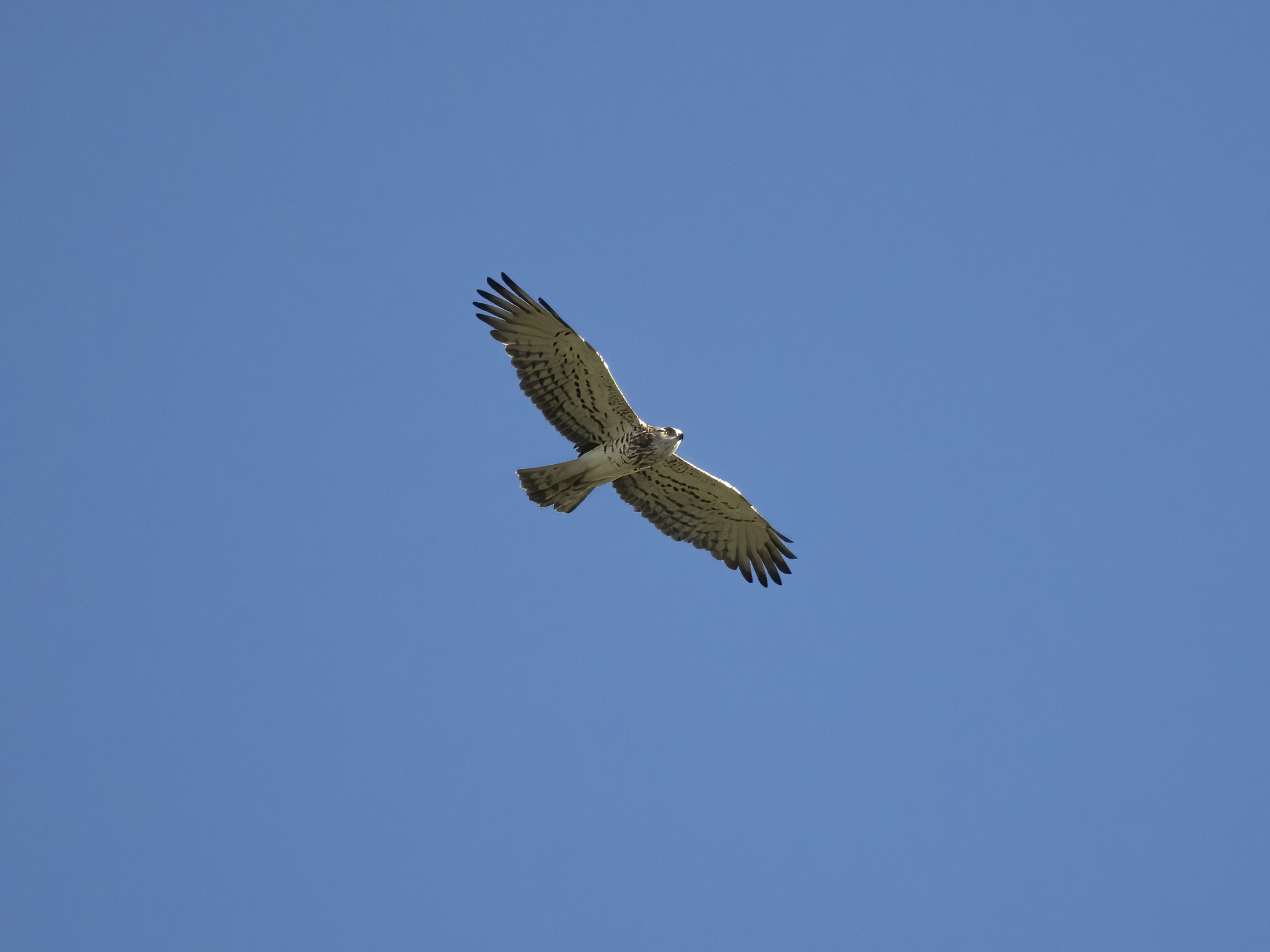 Harrier eagle