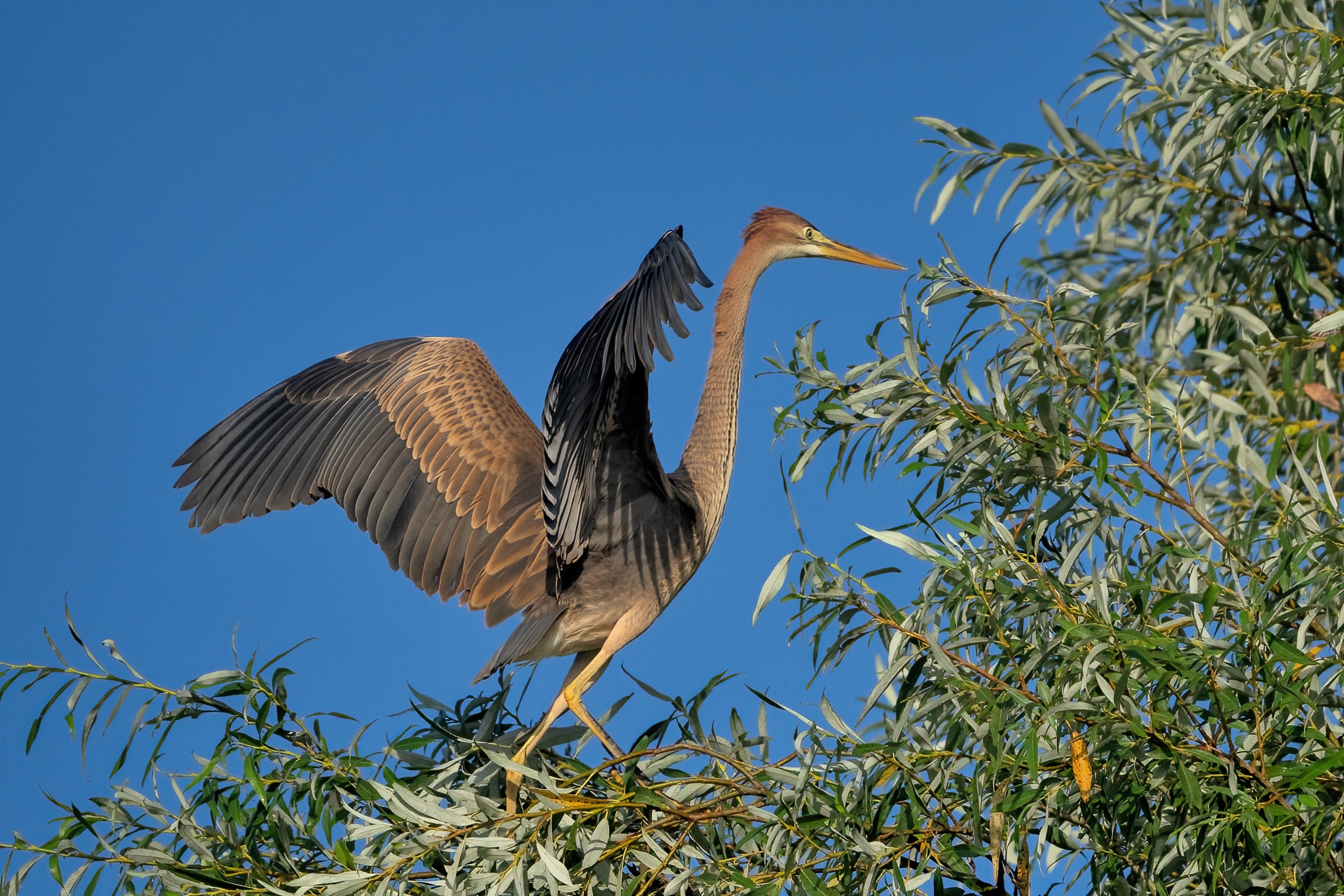 Airone rosso (Ardea purpurea)