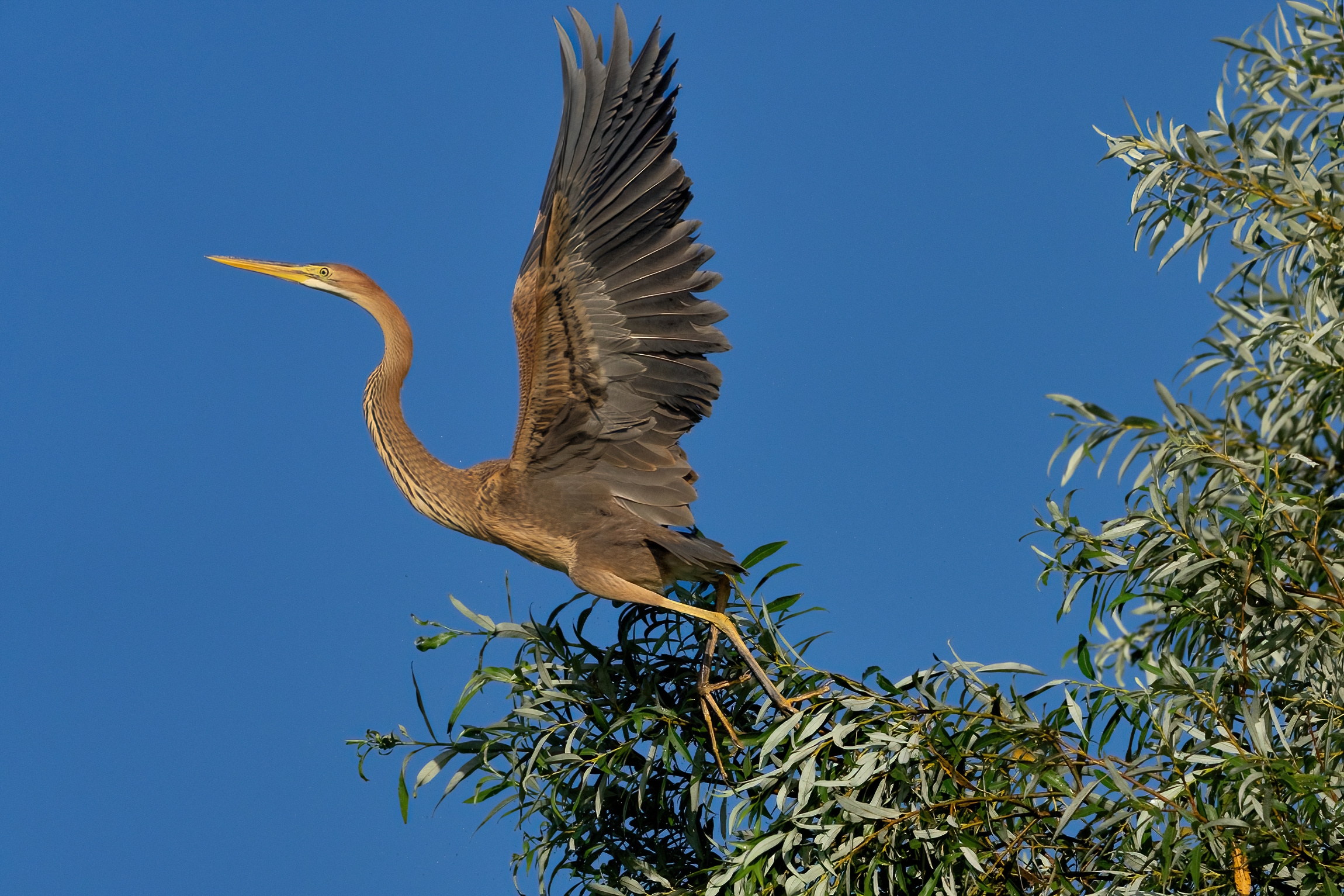 Airone rosso (Ardea purpurea)