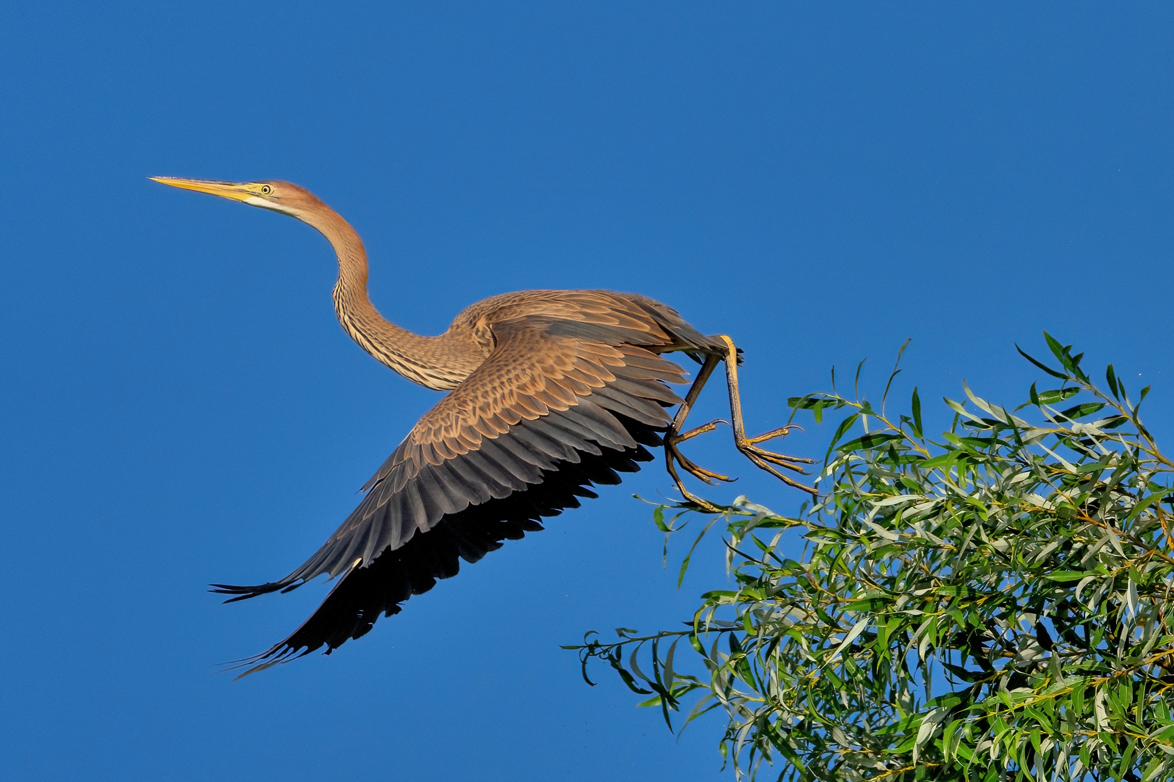 Purple Heron (Ardea purpurea)