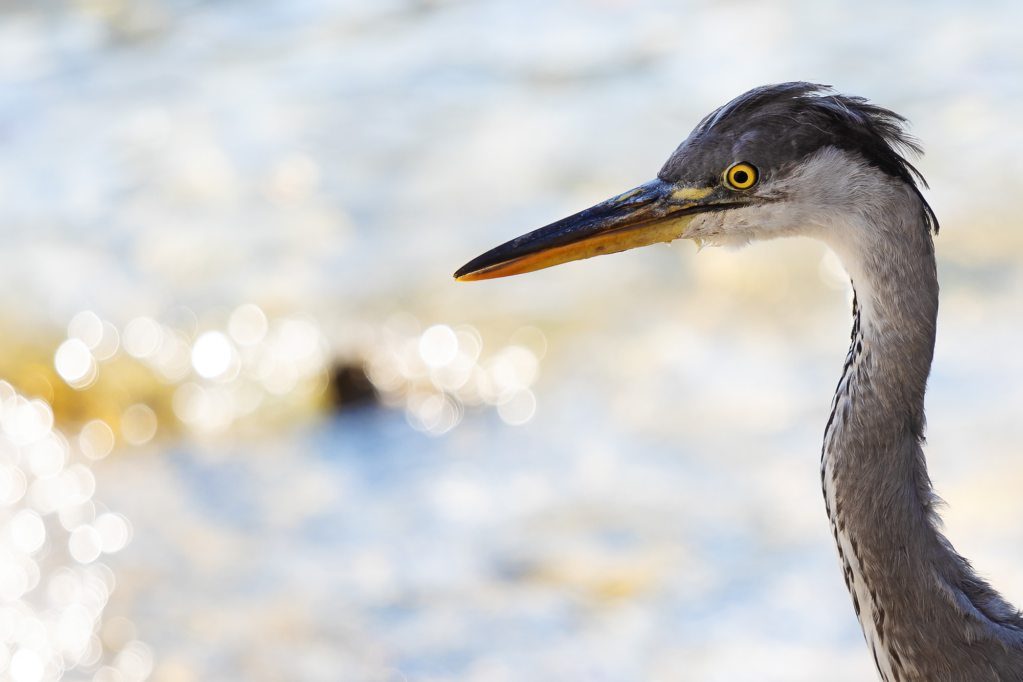 Portrait of Cenerino
