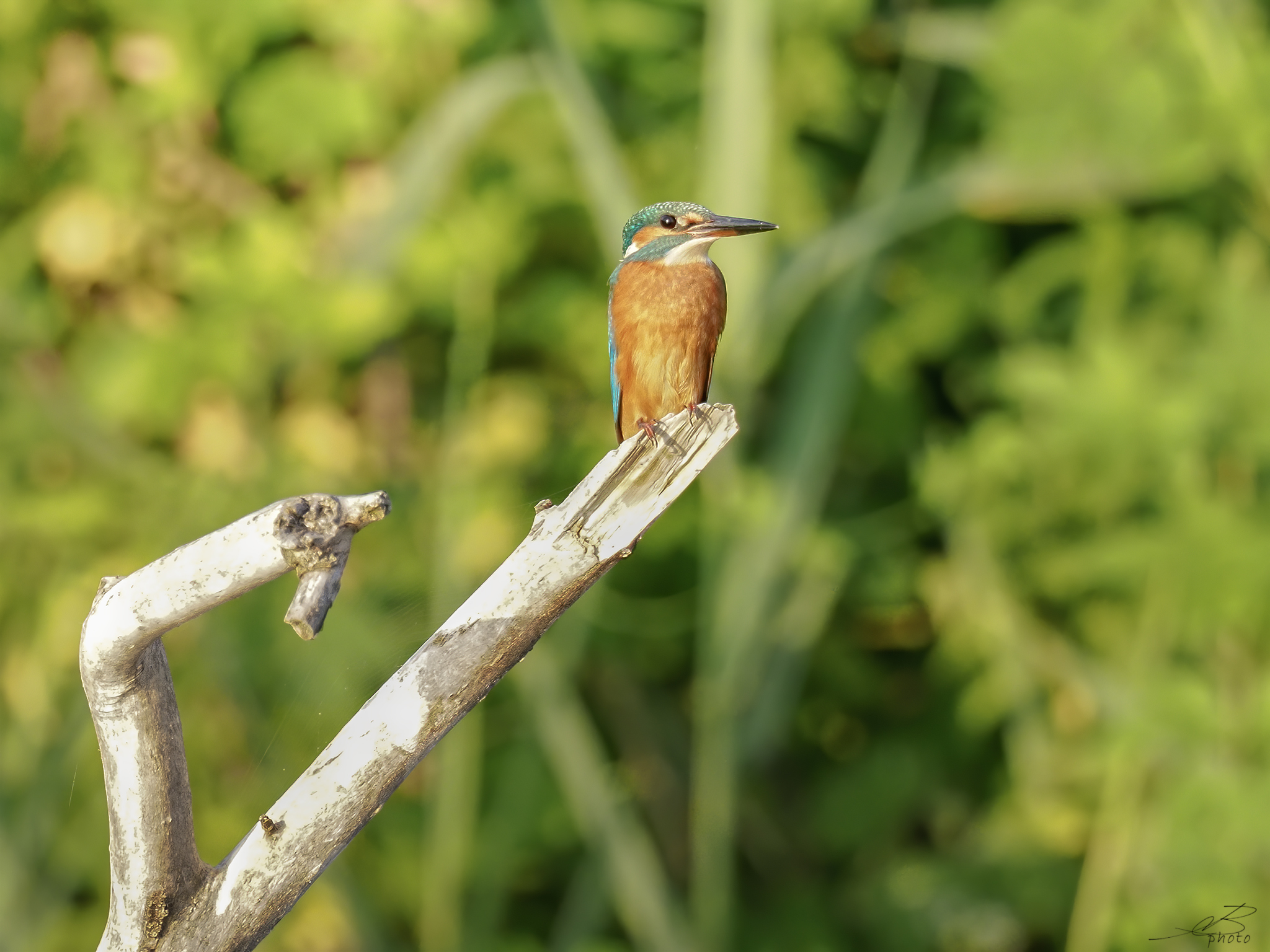 Kingfisher