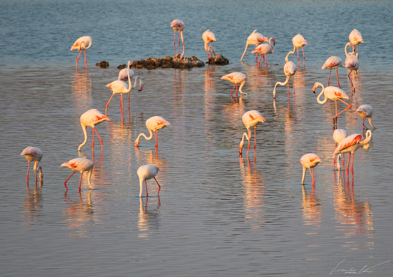 Flamingos at sunset