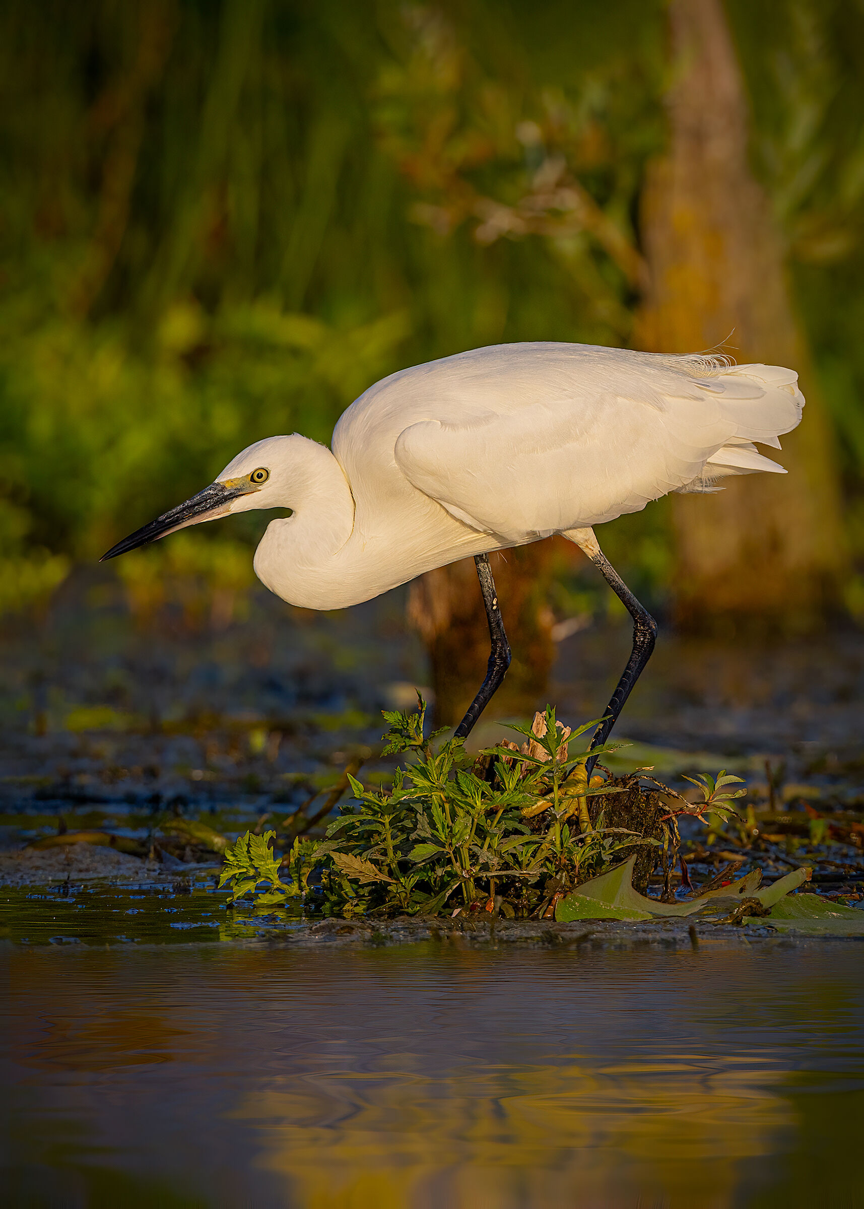 Garzetta alle prime luci