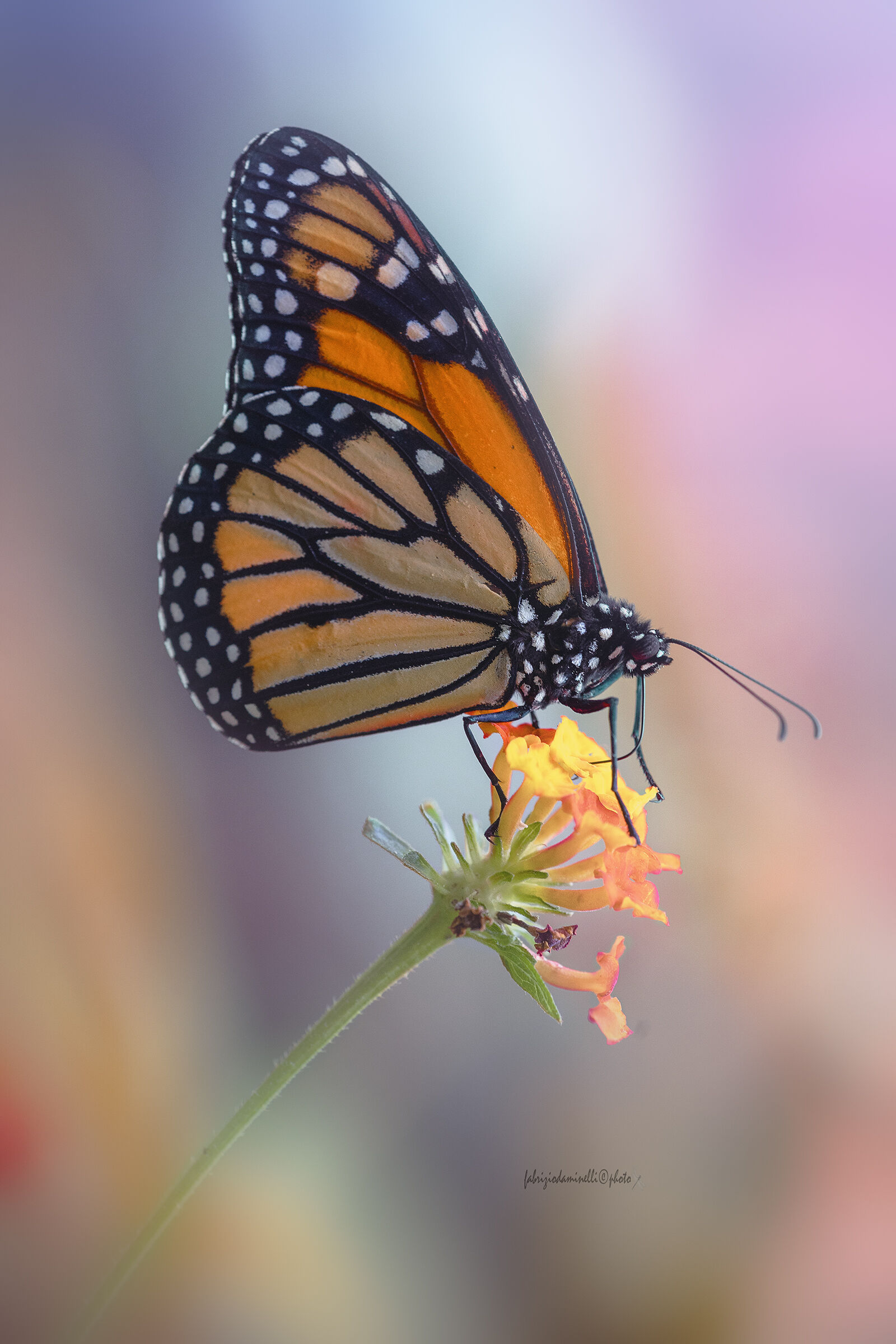 Danaus plexippus