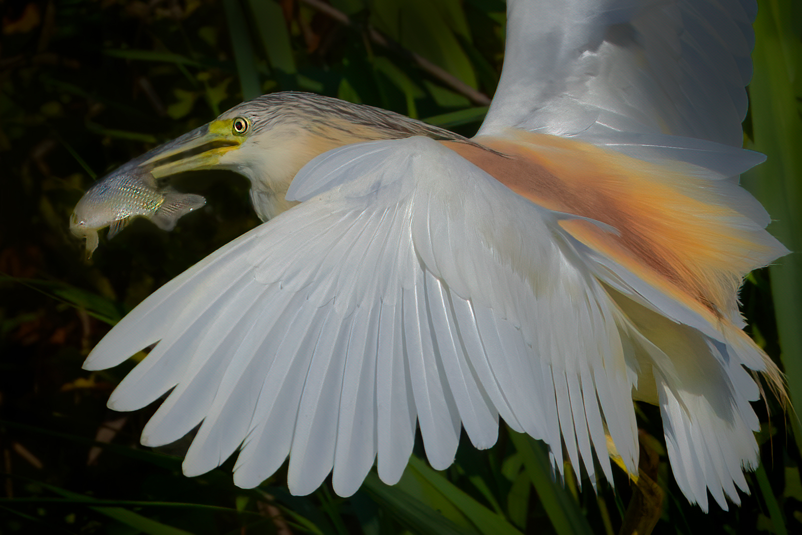 Sgarza ciuffeto con preda